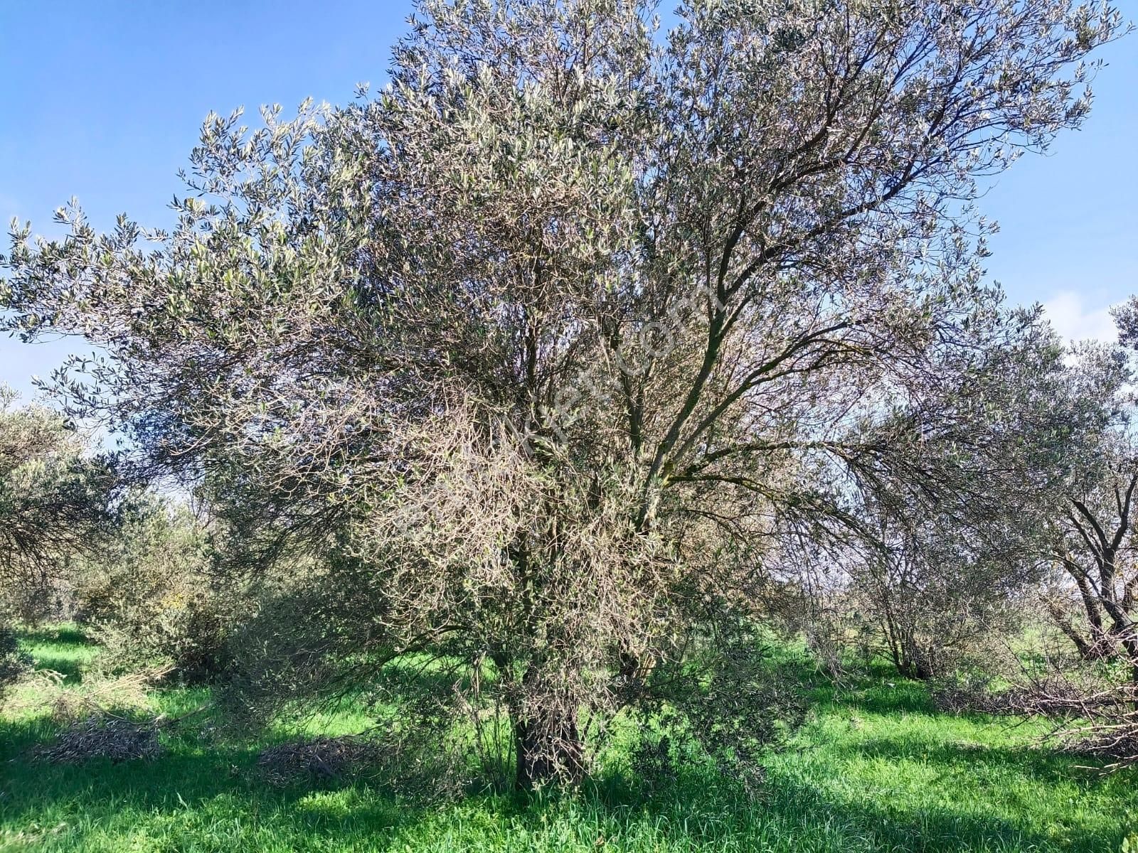 Bergama Aziziye'de Hobi Bahçeşi Olarak Kullanılacak 2100 M2 Zeytinlik - Görsel 16