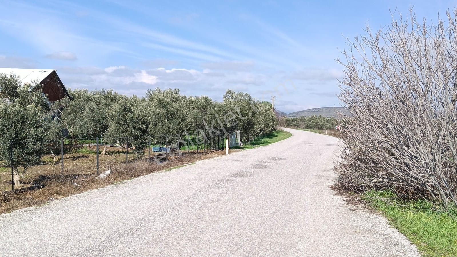 Bergama Aziziye'de Hobi Bahçeşi Olarak Kullanılacak 2100 M2 Zeytinlik - Görsel 4