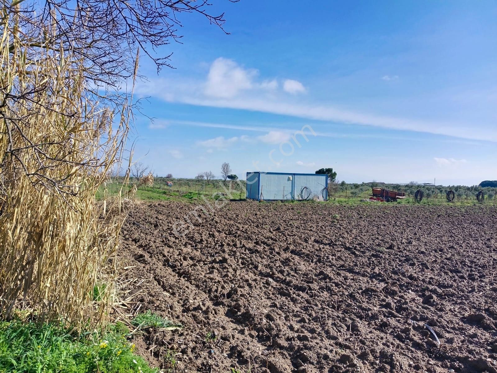 Bergama Aziziye'de Hobi Bahçeşi Olarak Kullanılacak 2100 M2 Zeytinlik - Görsel 19