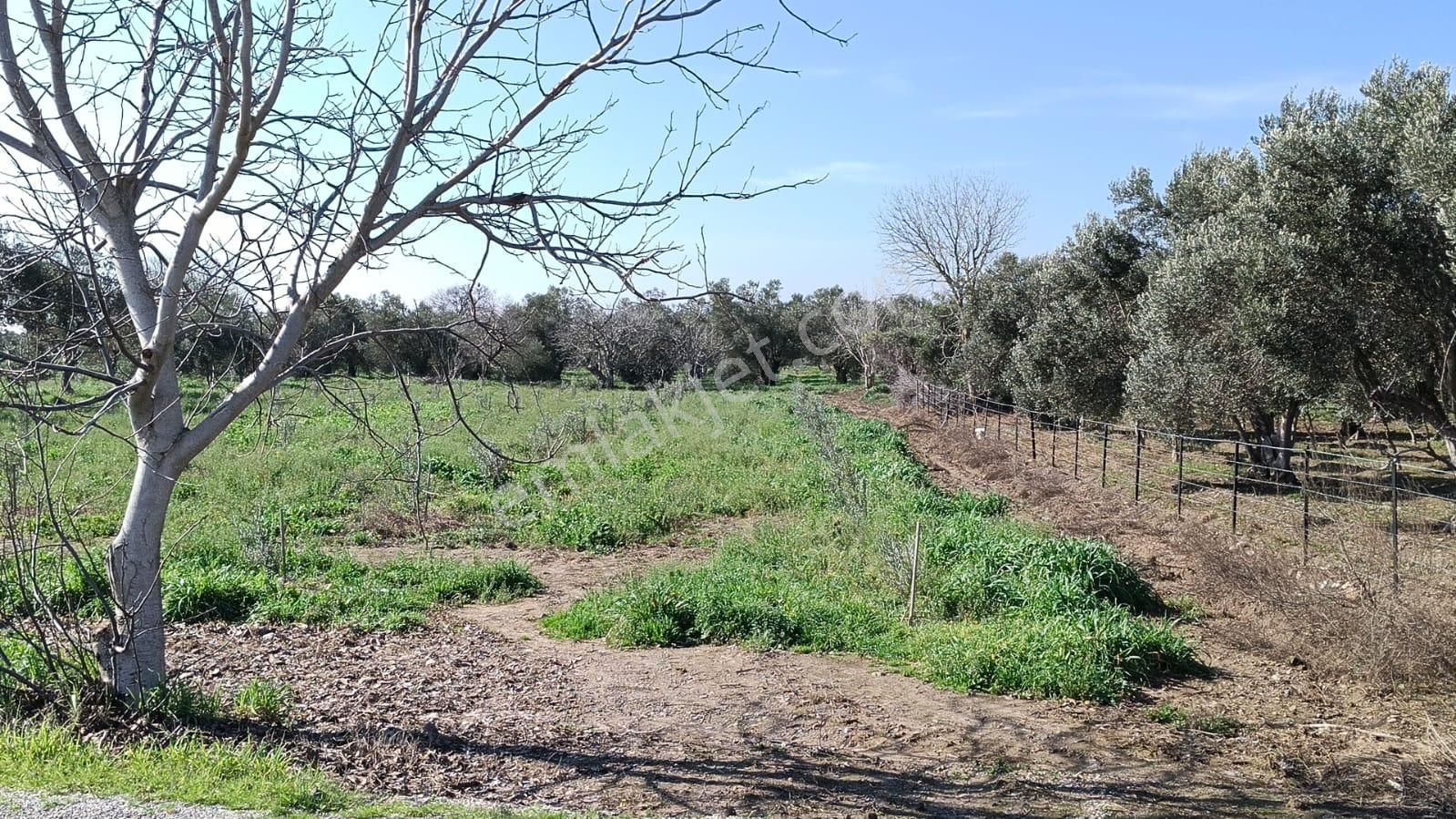 Bergama Aziziye'de Hobi Bahçeşi Olarak Kullanılacak 2100 M2 Zeytinlik - Görsel 5