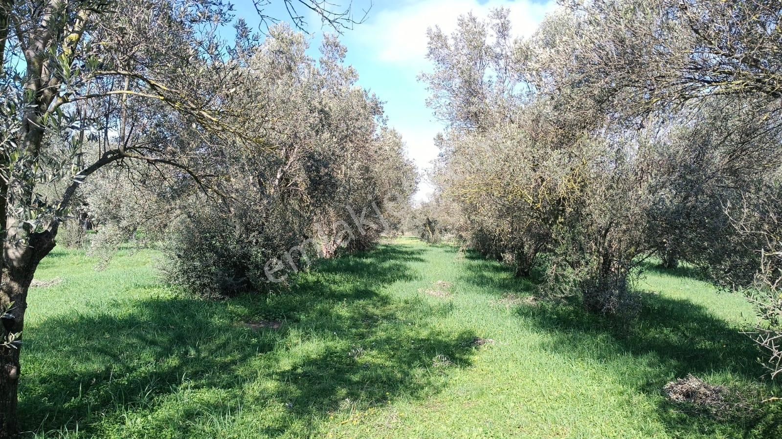 Bergama Aziziye'de Hobi Bahçeşi Olarak Kullanılacak 2100 M2 Zeytinlik - Görsel 12