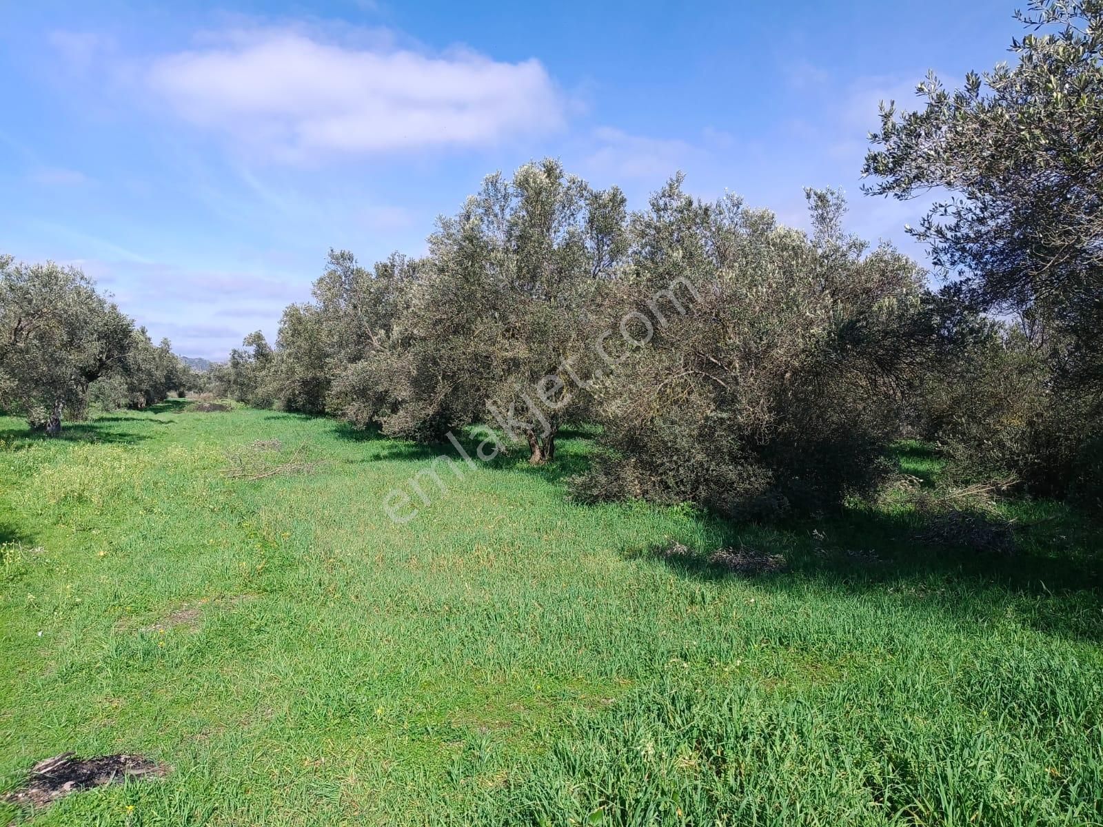 Bergama Aziziye'de Hobi Bahçeşi Olarak Kullanılacak 2100 M2 Zeytinlik - Görsel 18