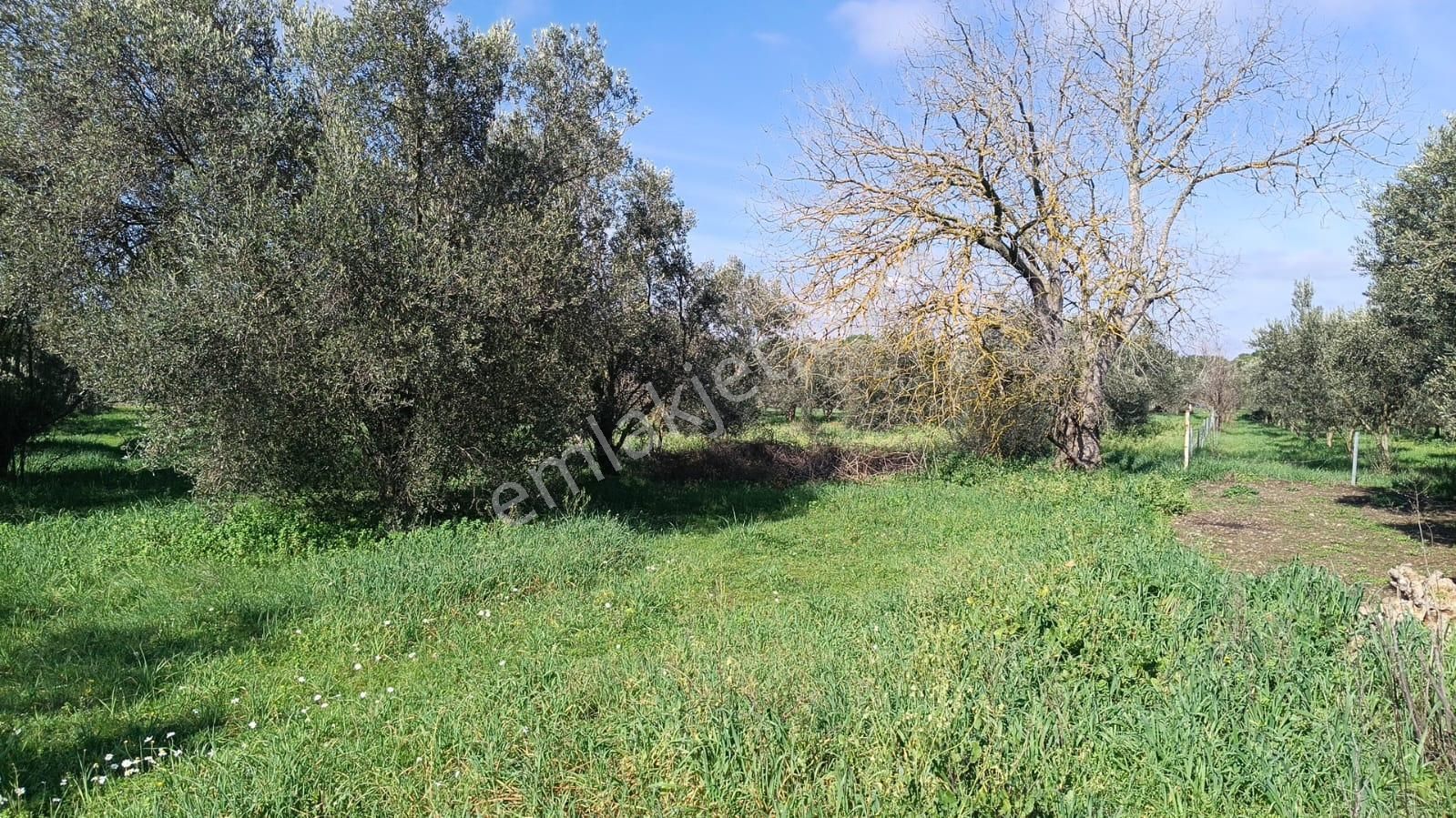 Bergama Aziziye'de Hobi Bahçeşi Olarak Kullanılacak 2100 M2 Zeytinlik - Görsel 14