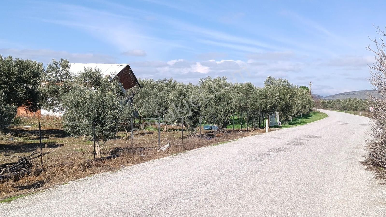 Bergama Aziziye'de Hobi Bahçeşi Olarak Kullanılacak 2100 M2 Zeytinlik - Görsel 6