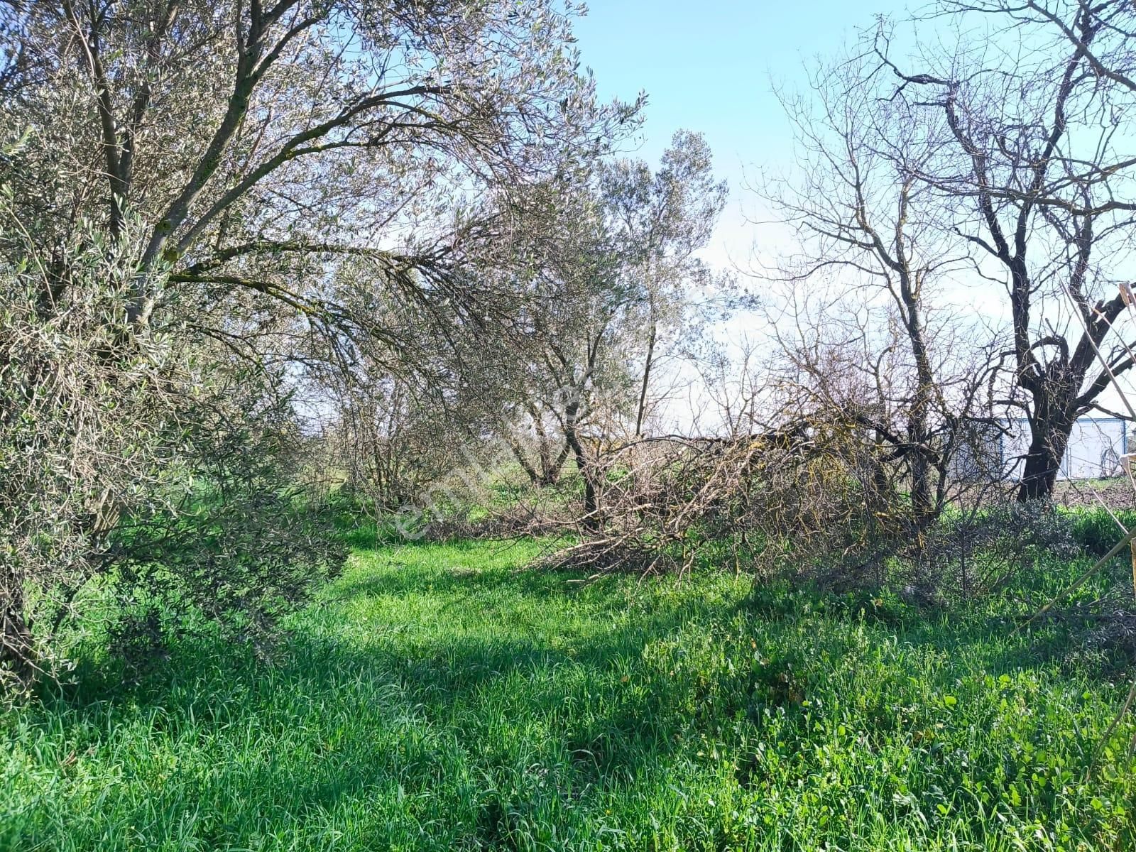 Bergama Aziziye'de Hobi Bahçeşi Olarak Kullanılacak 2100 M2 Zeytinlik - Görsel 15