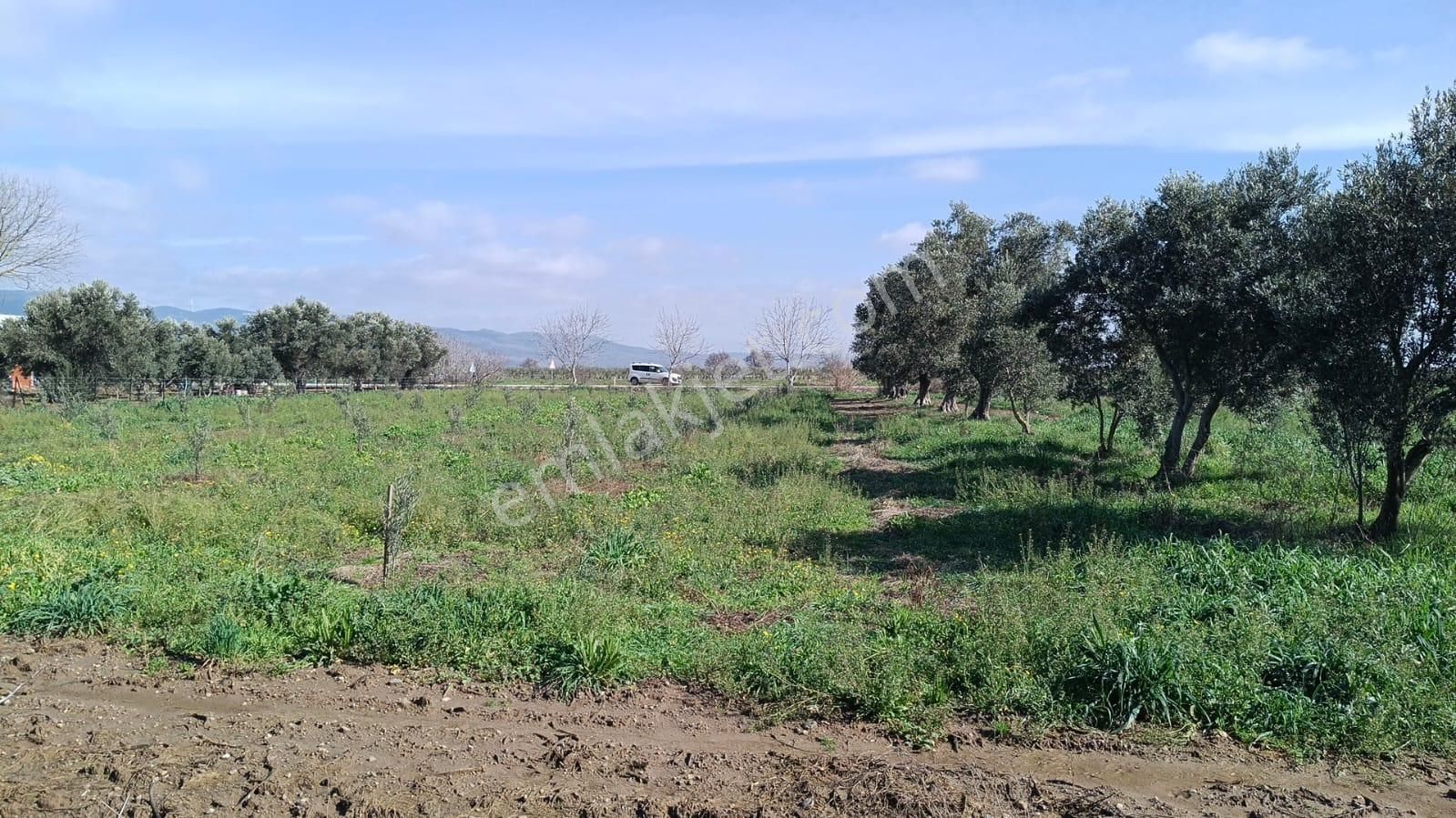 Bergama Aziziye'de Hobi Bahçeşi Olarak Kullanılacak 2100 M2 Zeytinlik - Görsel 10