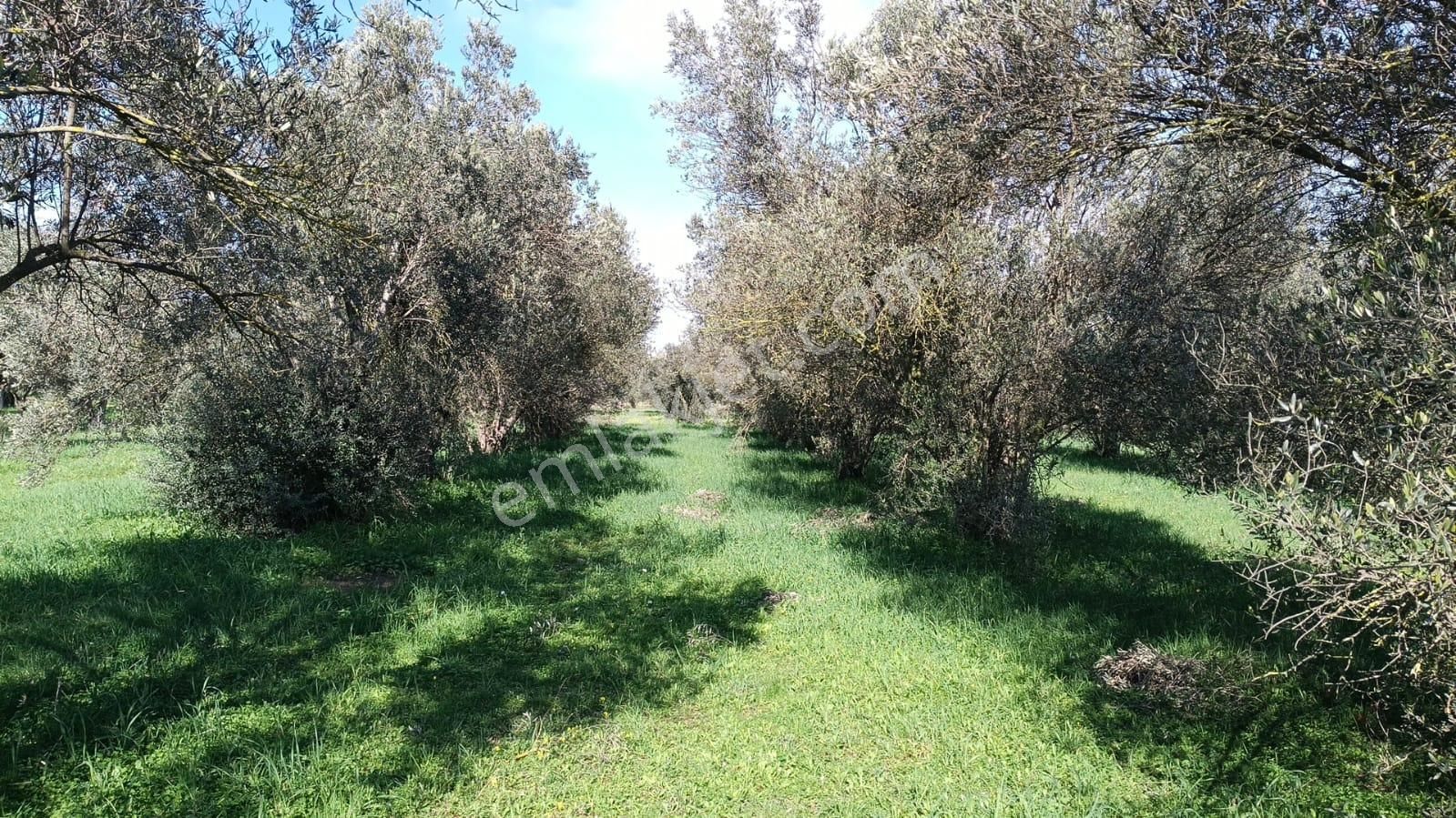 Bergama Aziziye'de Hobi Bahçeşi Olarak Kullanılacak 2100 M2 Zeytinlik - Görsel 20