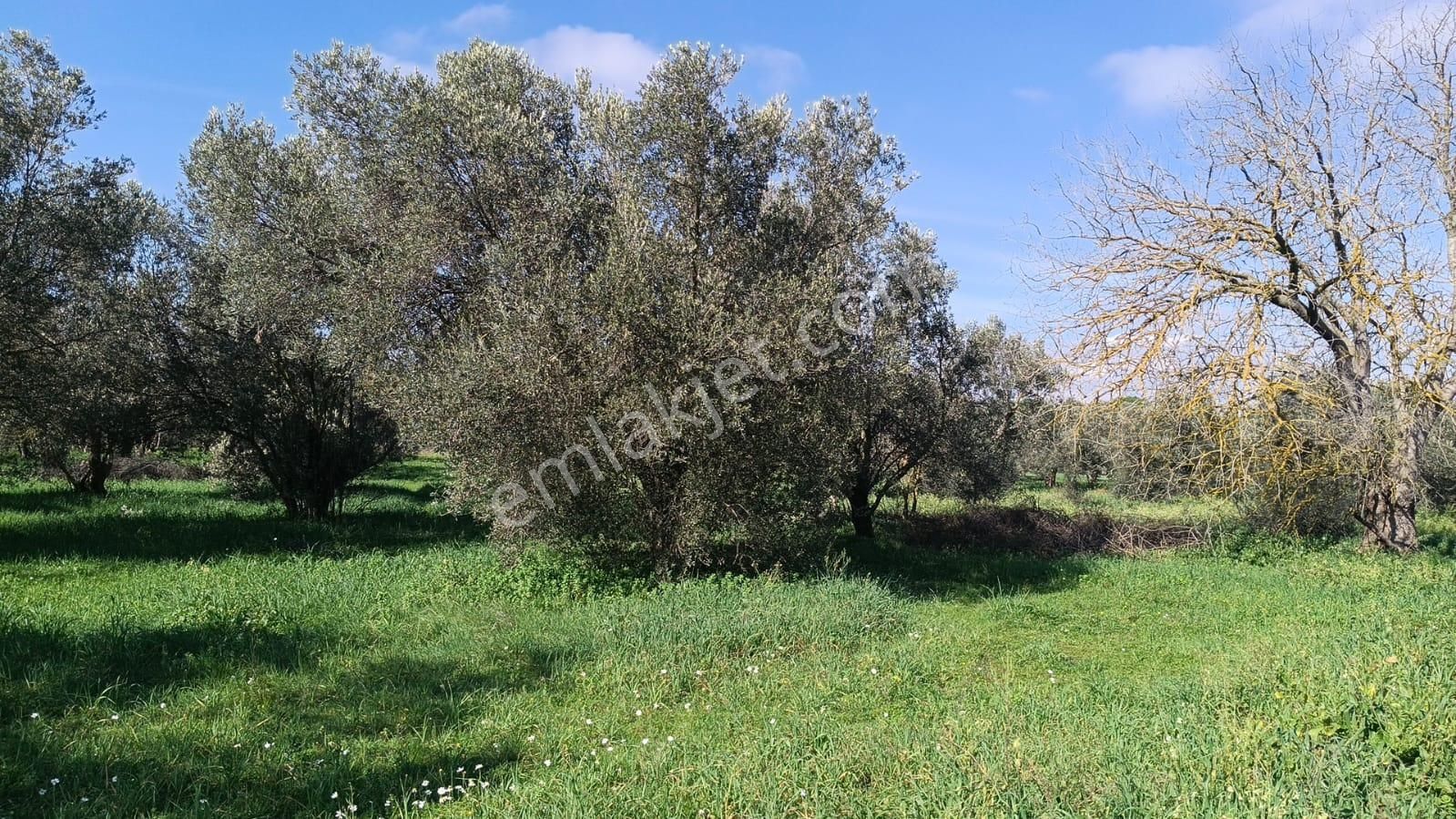 Bergama Aziziye'de Hobi Bahçeşi Olarak Kullanılacak 2100 M2 Zeytinlik - Görsel 7