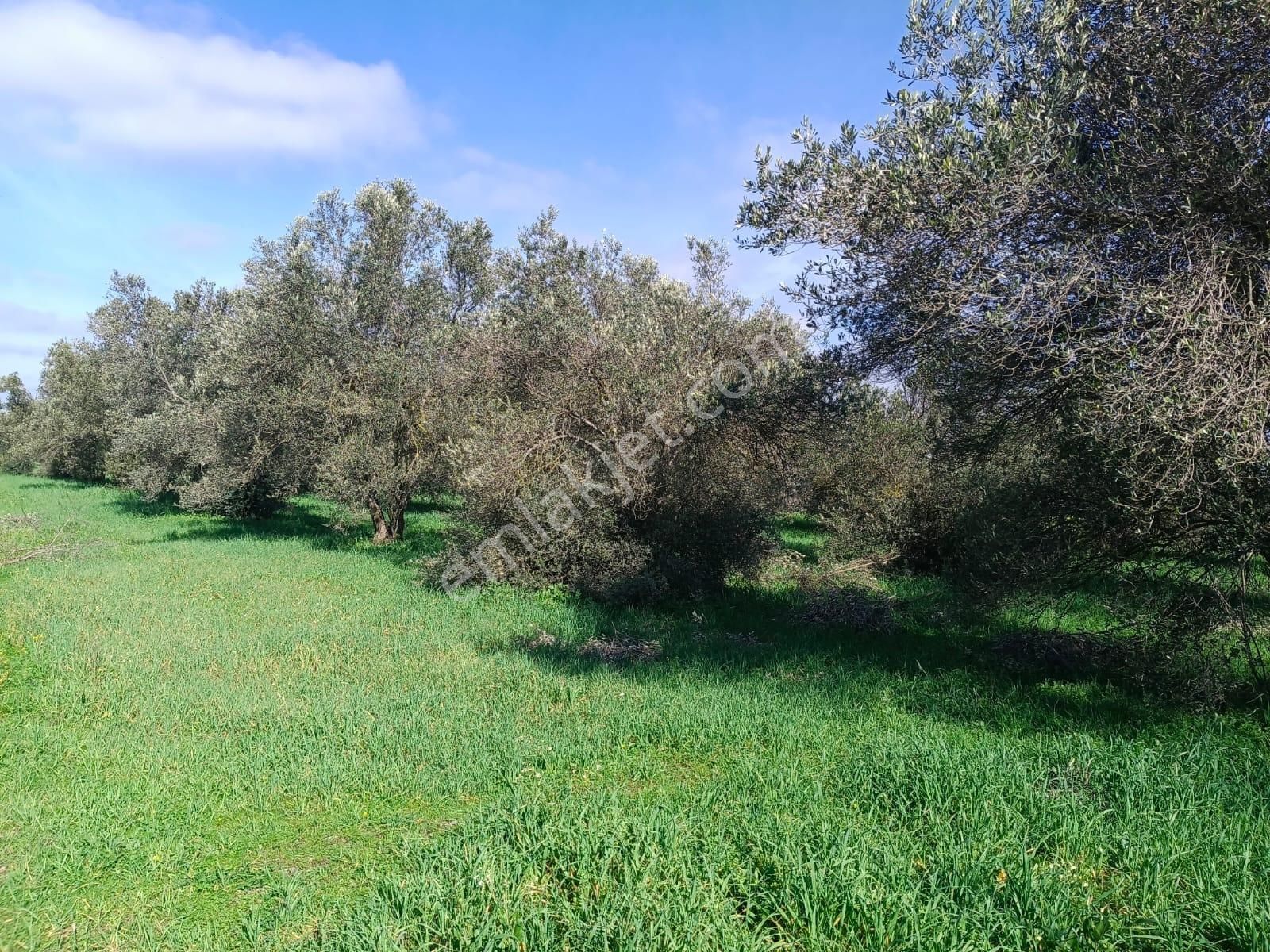 Bergama Aziziye'de Hobi Bahçeşi Olarak Kullanılacak 2100 M2 Zeytinlik - Görsel 17