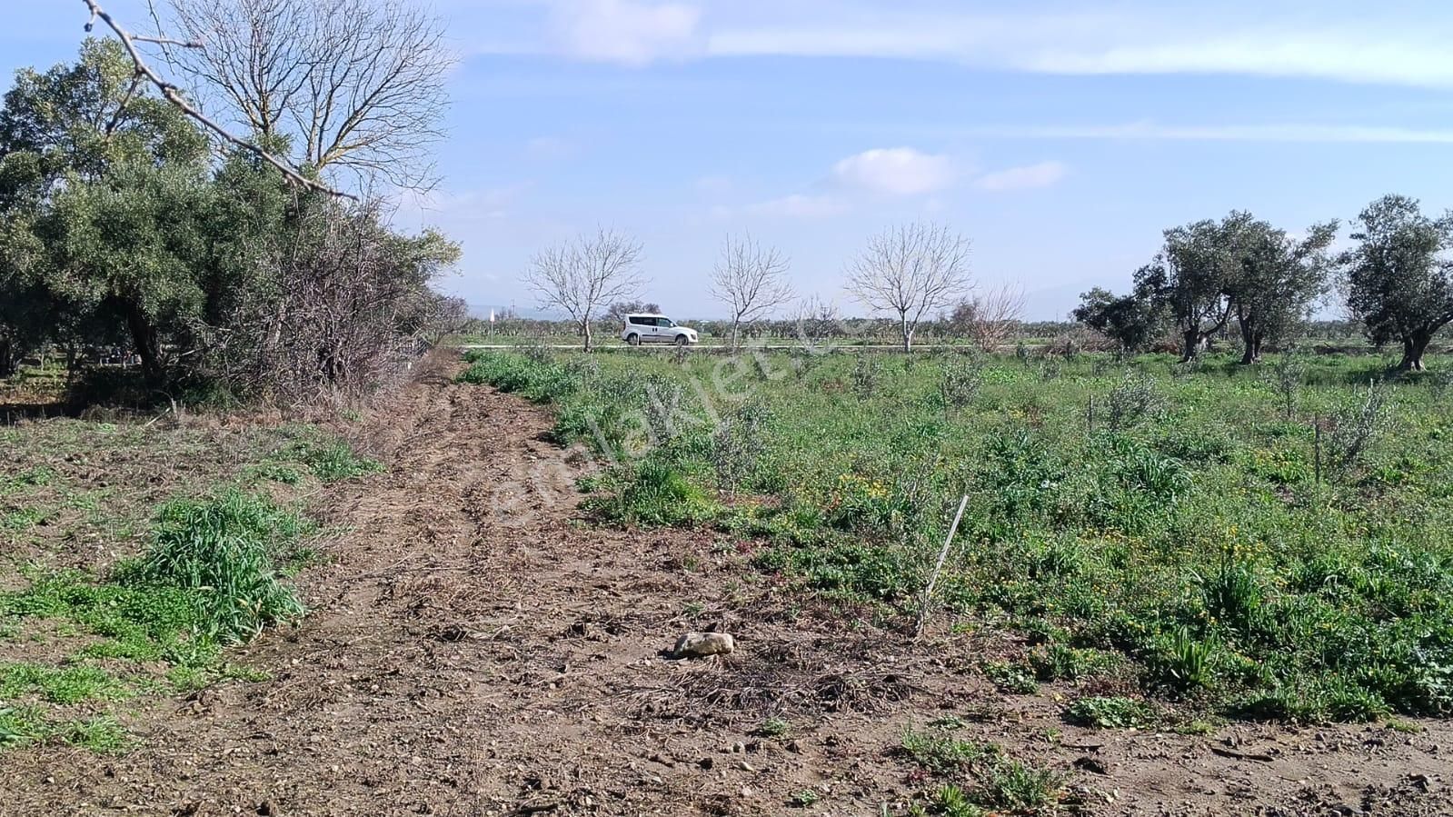 Bergama Aziziye'de Hobi Bahçeşi Olarak Kullanılacak 2100 M2 Zeytinlik - Görsel 8