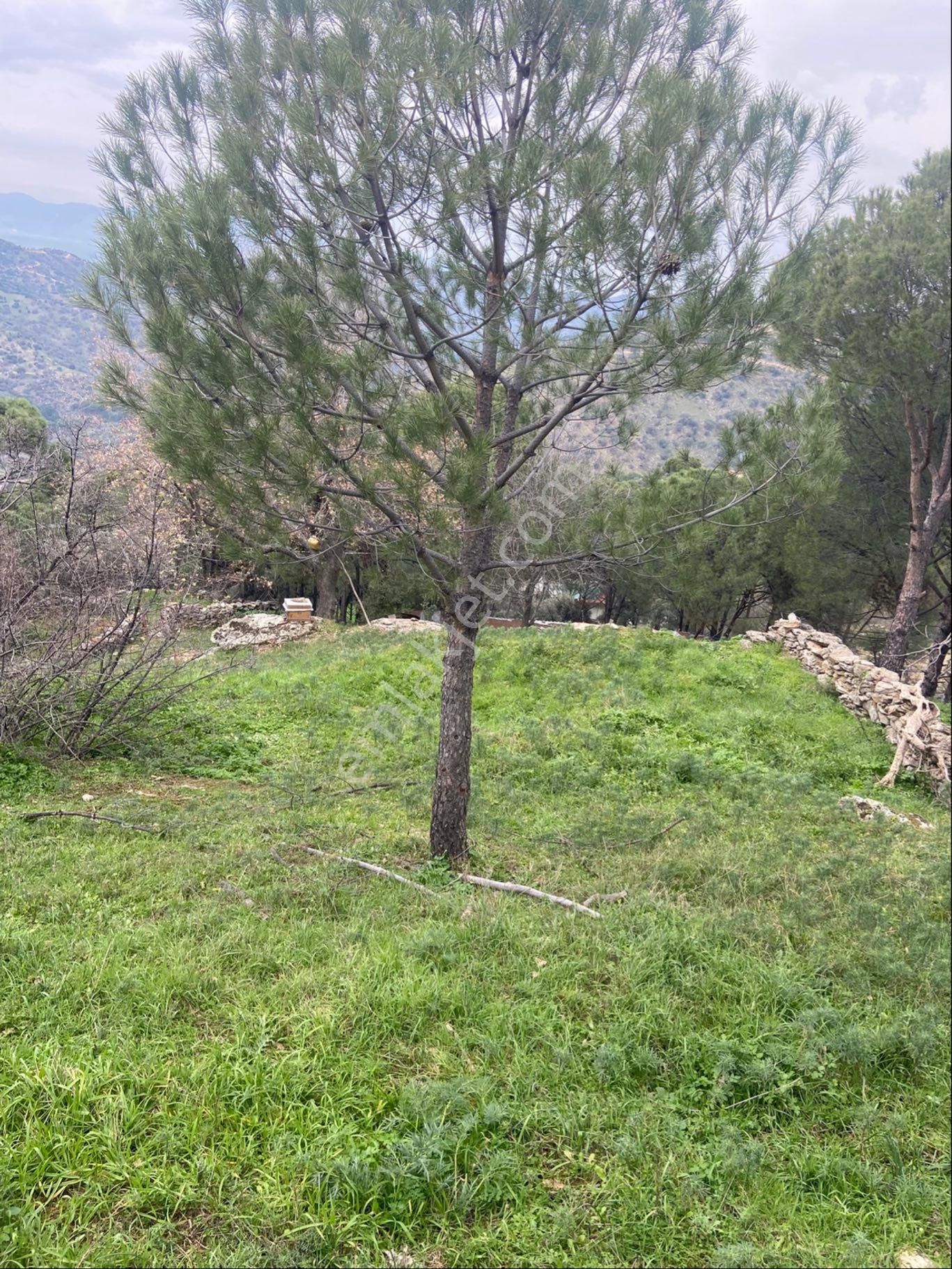 Köyiçi Bağ - Görsel 4