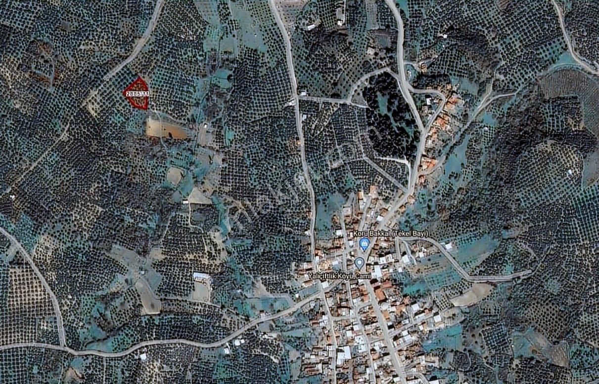 Kapital'den Yalıçiftlikte 1.482 M2 Bakımlı Zeytinlik - Görsel 13