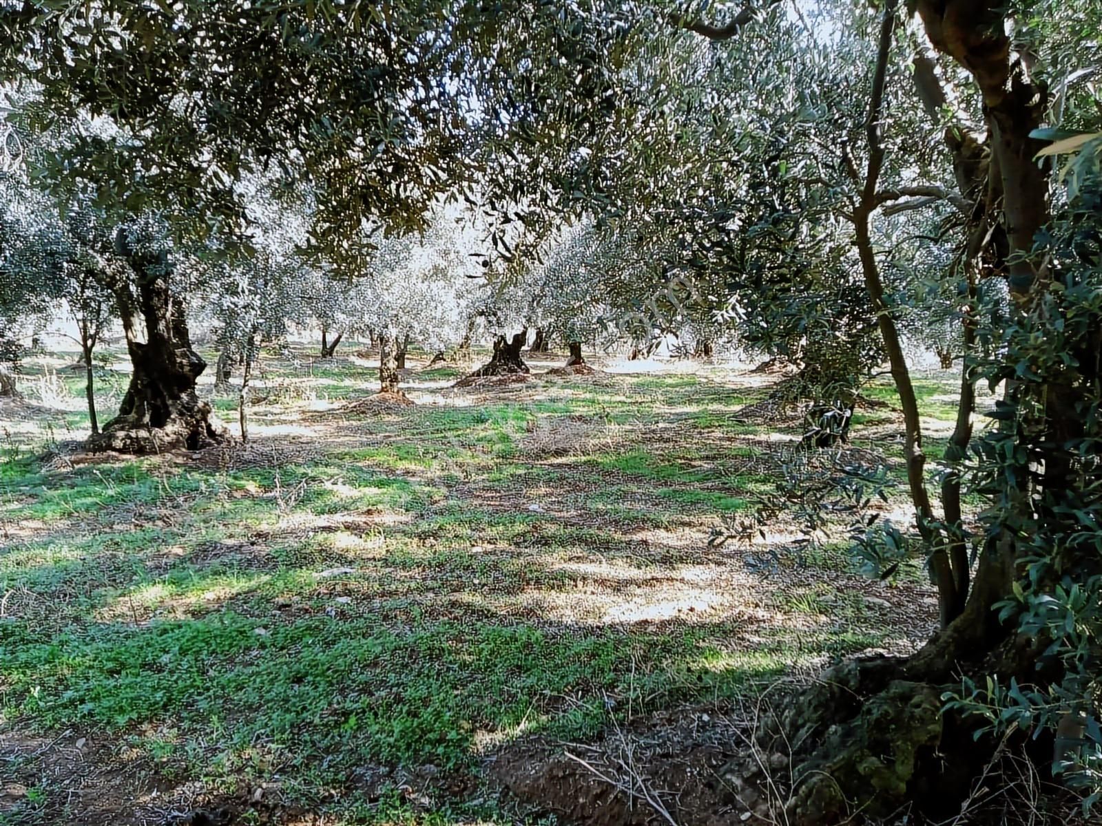 Kapital'den Yalıçiftlikte 1.482 M2 Bakımlı Zeytinlik - Görsel 2