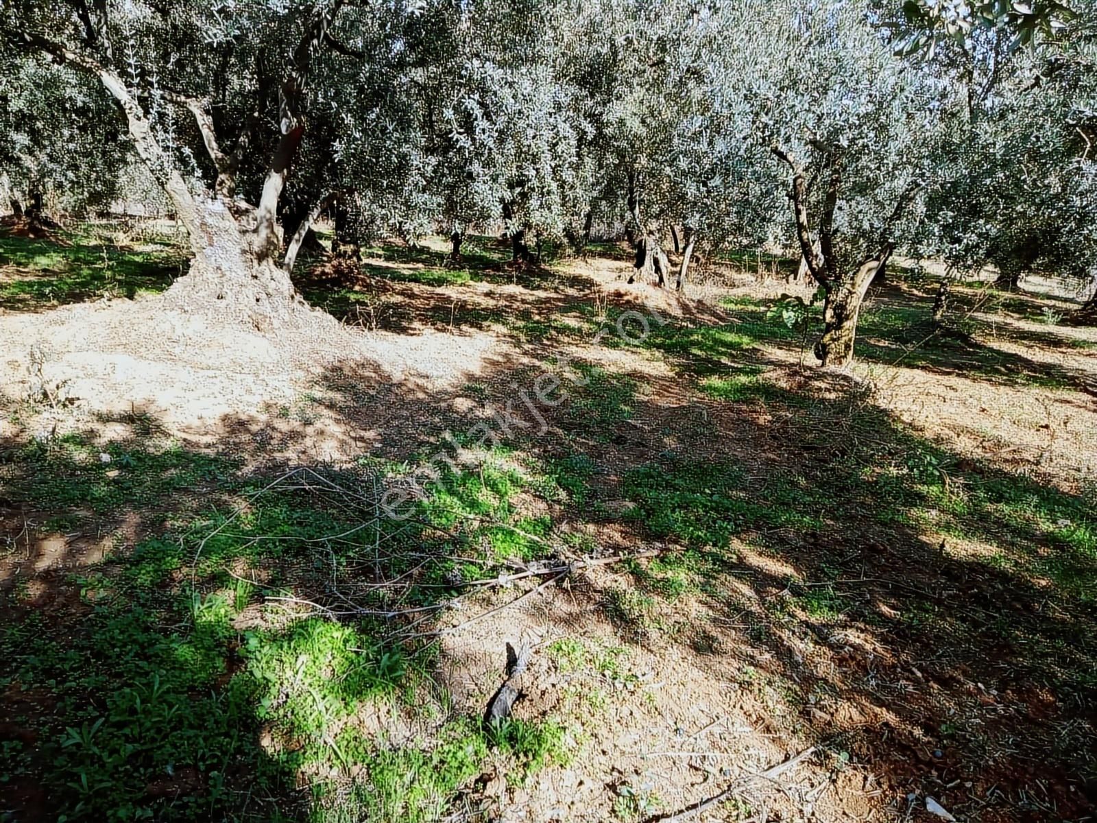 Kapital'den Yalıçiftlikte 1.482 M2 Bakımlı Zeytinlik - Görsel 3