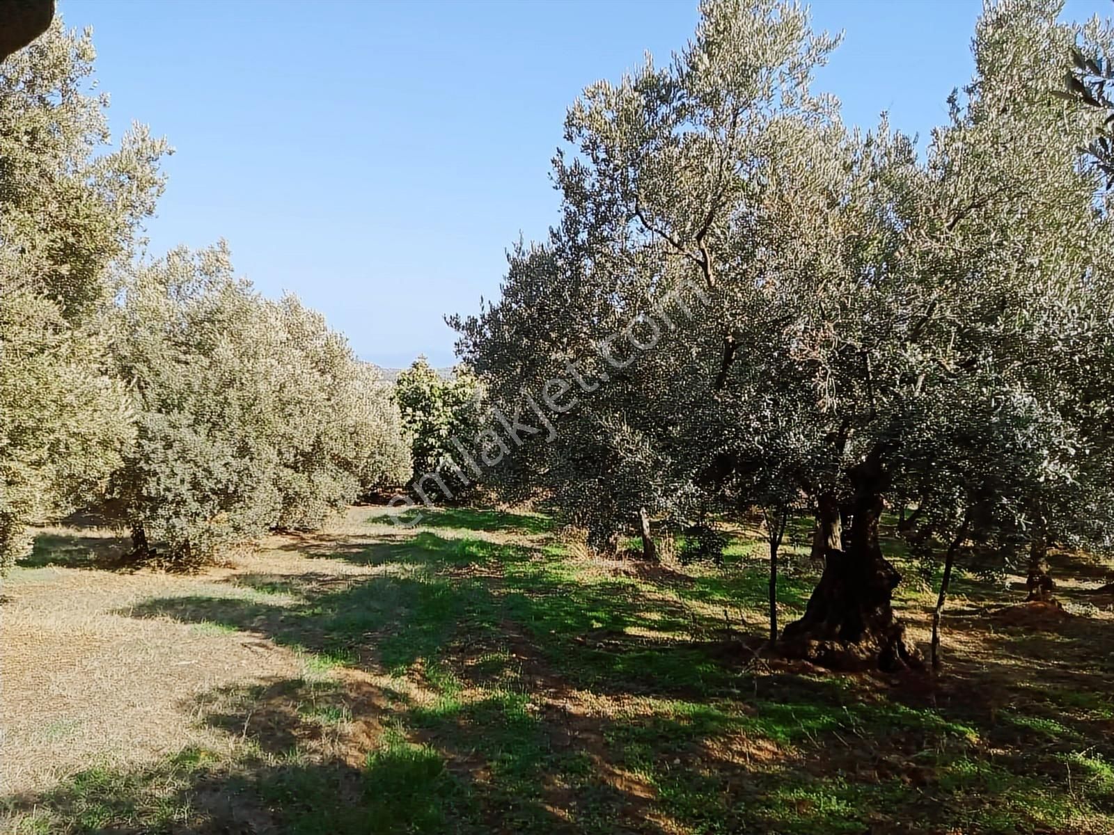 Kapital'den Yalıçiftlikte 1.482 M2 Bakımlı Zeytinlik