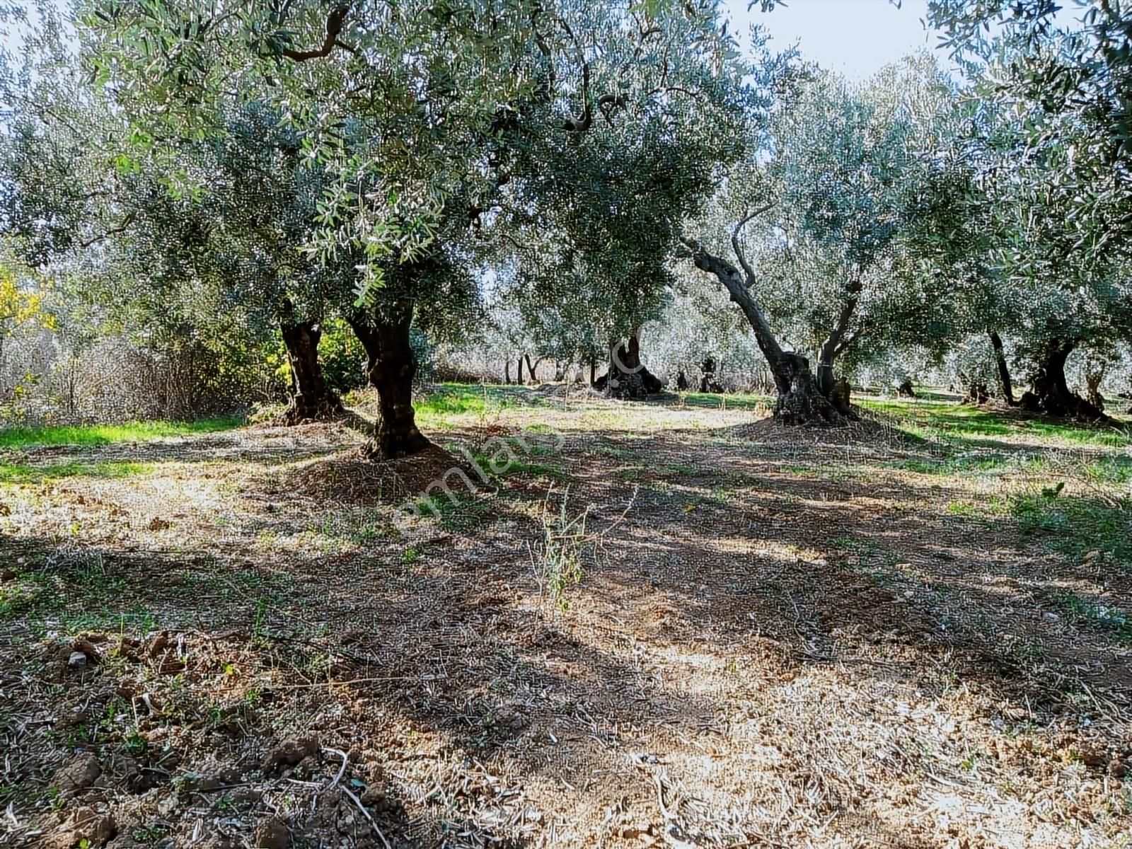Kapital'den Yalıçiftlikte 1.482 M2 Bakımlı Zeytinlik - Görsel 6
