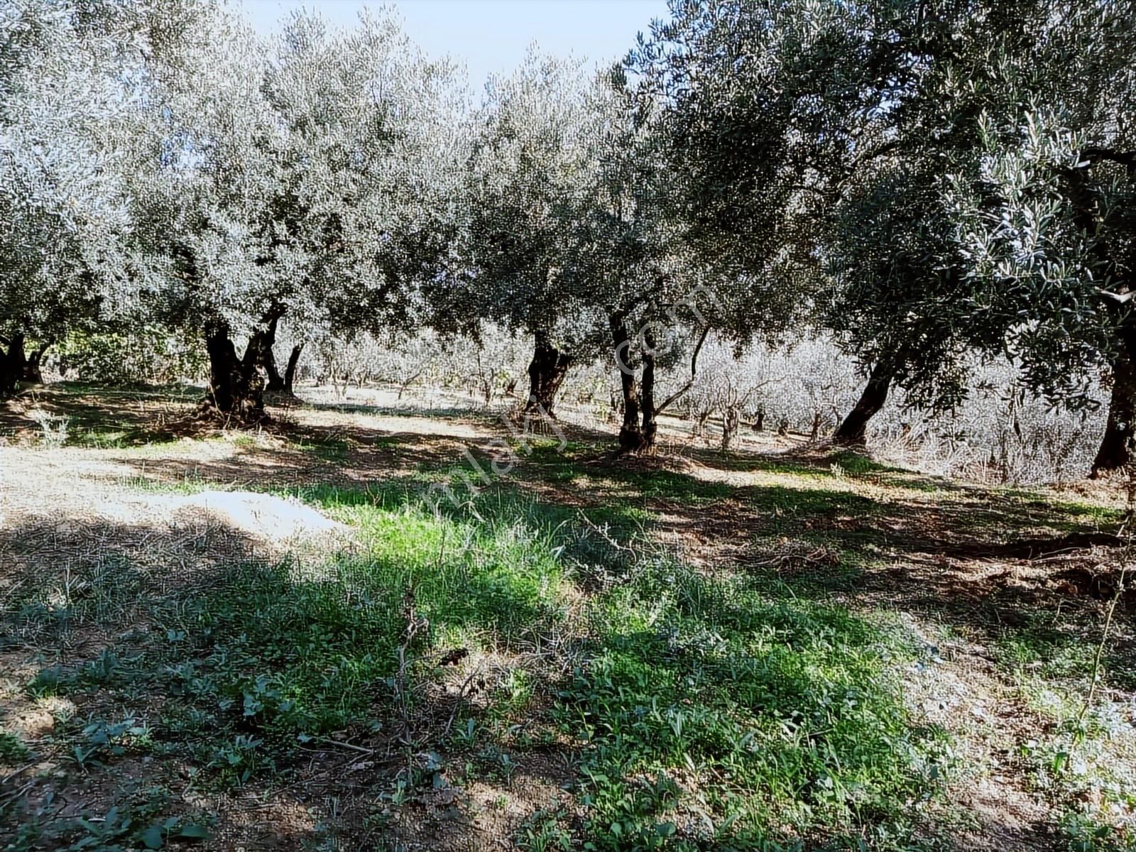 Kapital'den Yalıçiftlikte 1.482 M2 Bakımlı Zeytinlik - Görsel 5