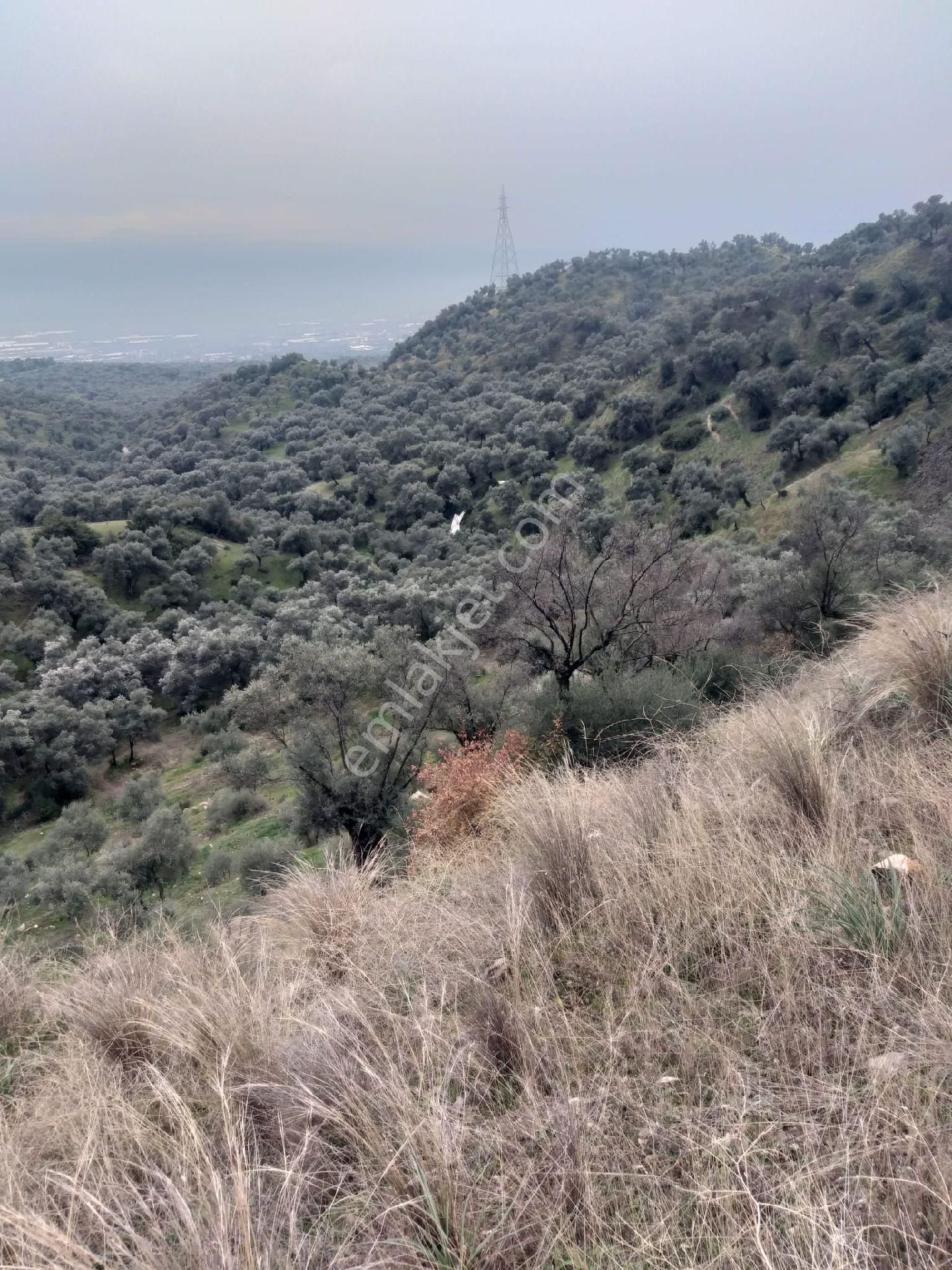 Aydın Sultanhisar Kabaca Mevkiinde Satılık Zeytinlik - Görsel 2