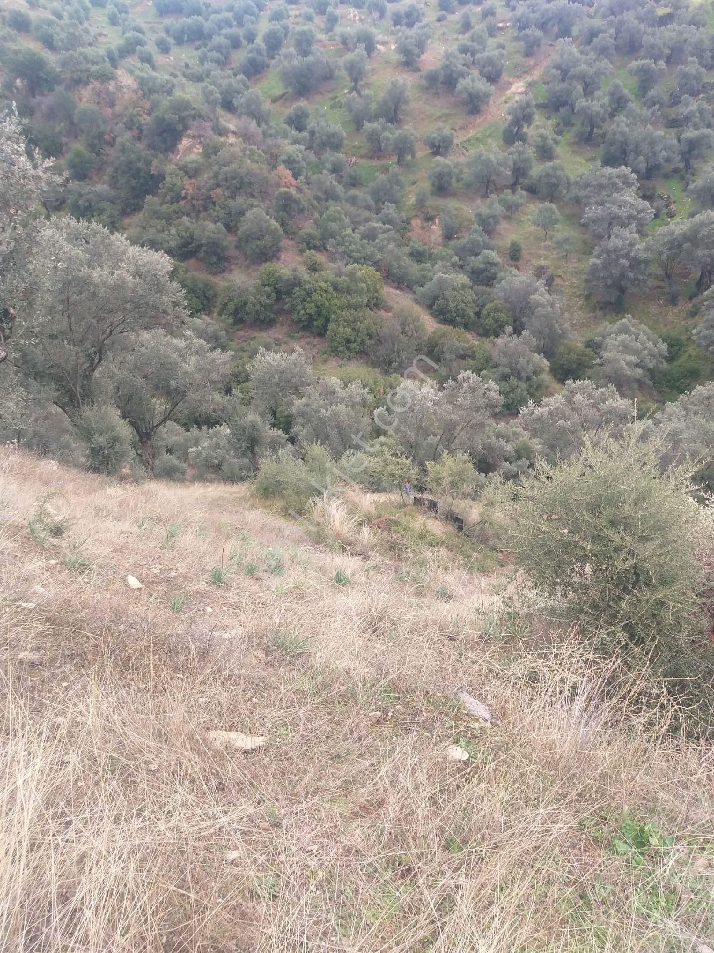 Aydın Sultanhisar Kabaca Mevkiinde Satılık Zeytinlik - Görsel 5