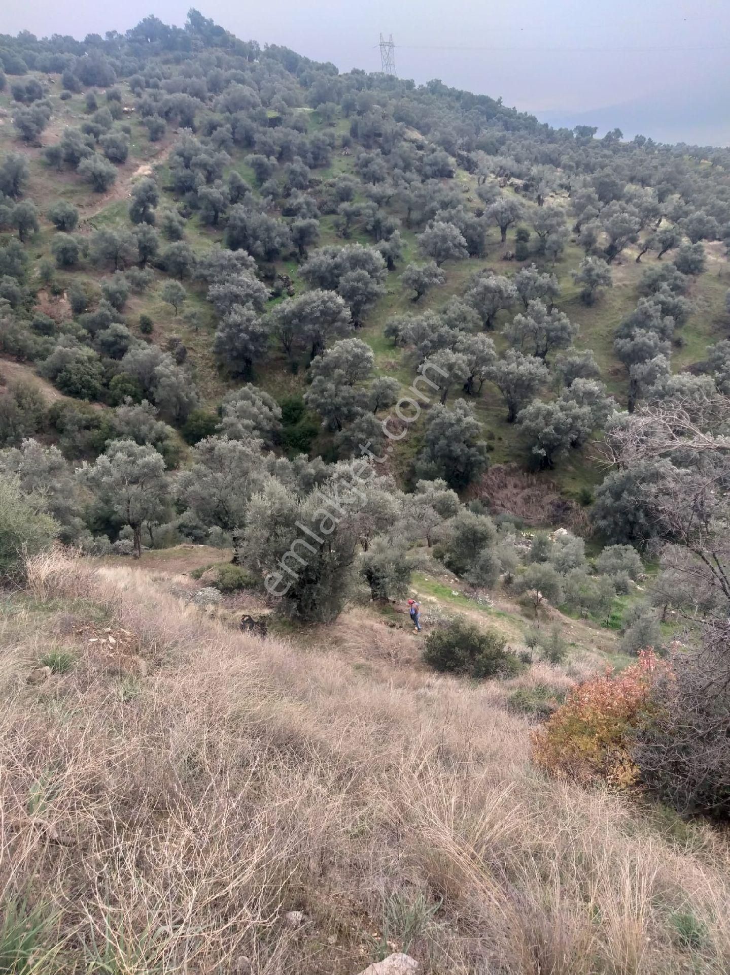 Aydın Sultanhisar Kabaca Mevkiinde Satılık Zeytinlik - Görsel 6
