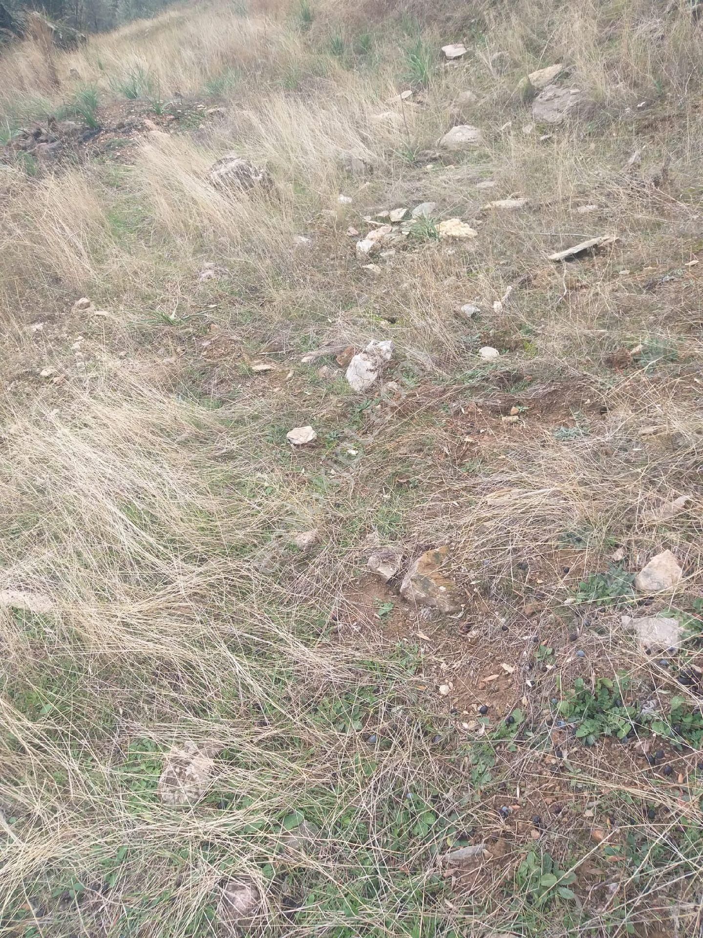 Aydın Sultanhisar Kabaca Mevkiinde Satılık Zeytinlik - Görsel 3