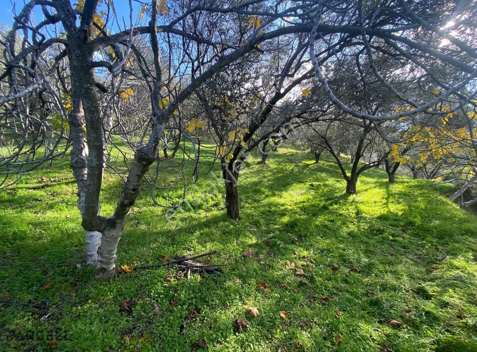 Edremit'in Yeni Cazibe Bölgesi Çamcı'da Satılık Zeytinlik - Görsel 8