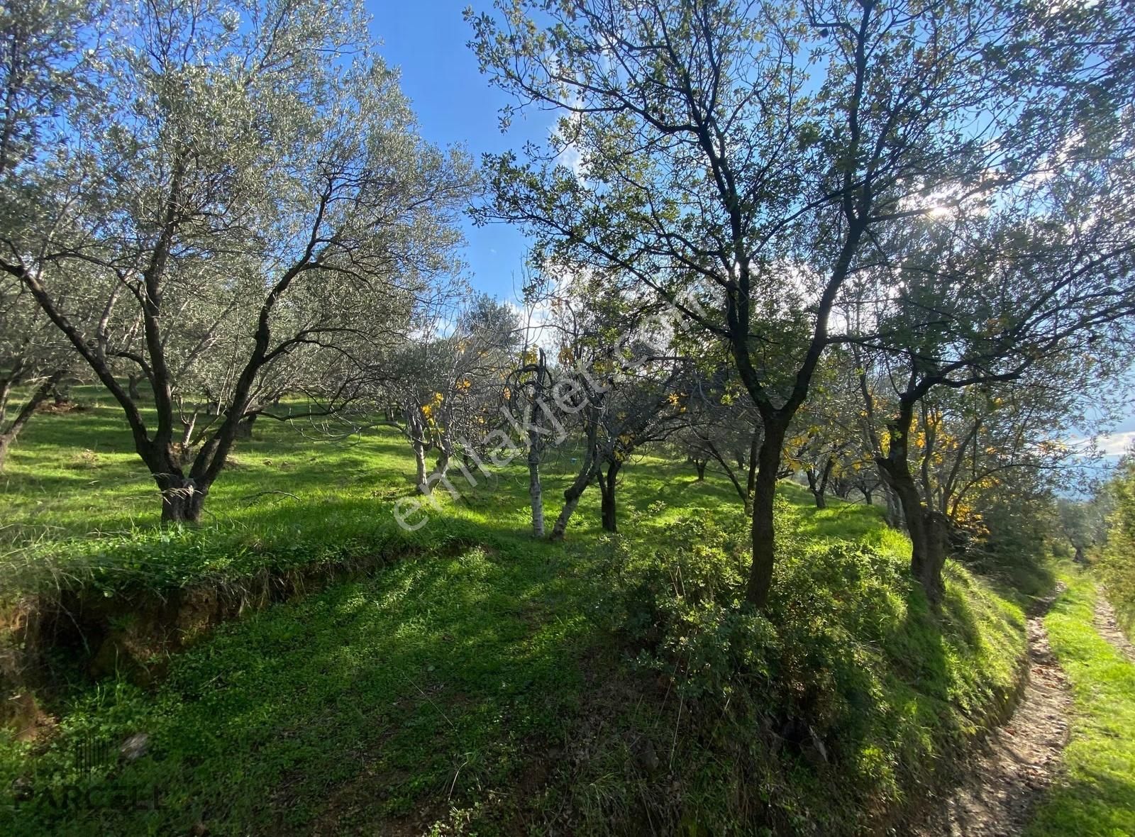 Edremit'in Yeni Cazibe Bölgesi Çamcı'da Satılık Zeytinlik - Görsel 4