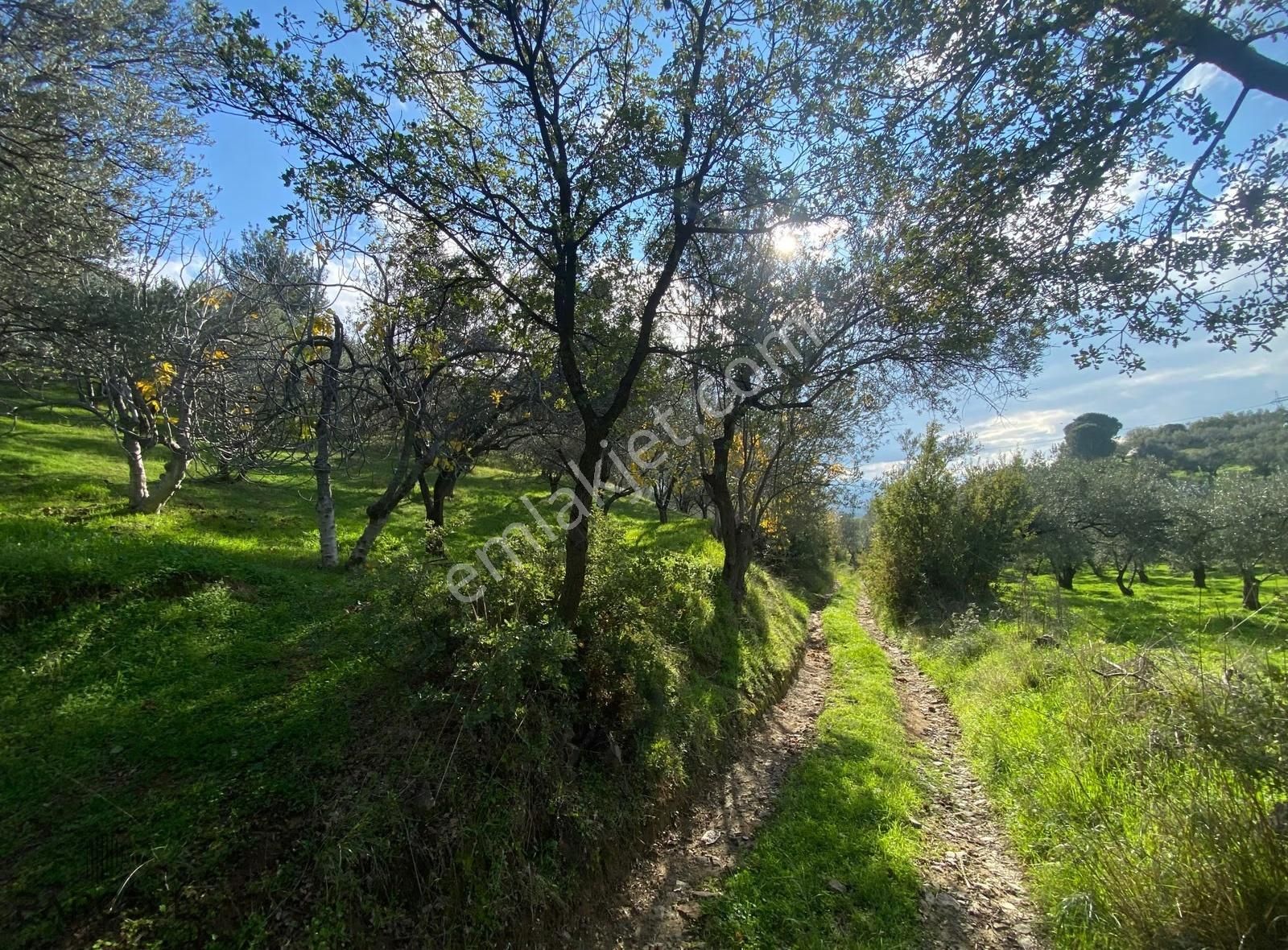 Edremit'in Yeni Cazibe Bölgesi Çamcı'da Satılık Zeytinlik