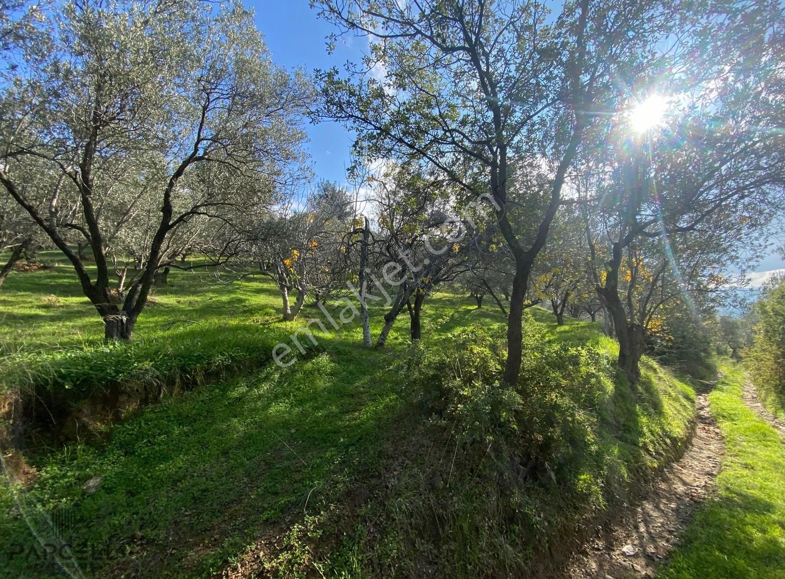 Edremit'in Yeni Cazibe Bölgesi Çamcı'da Satılık Zeytinlik - Görsel 9