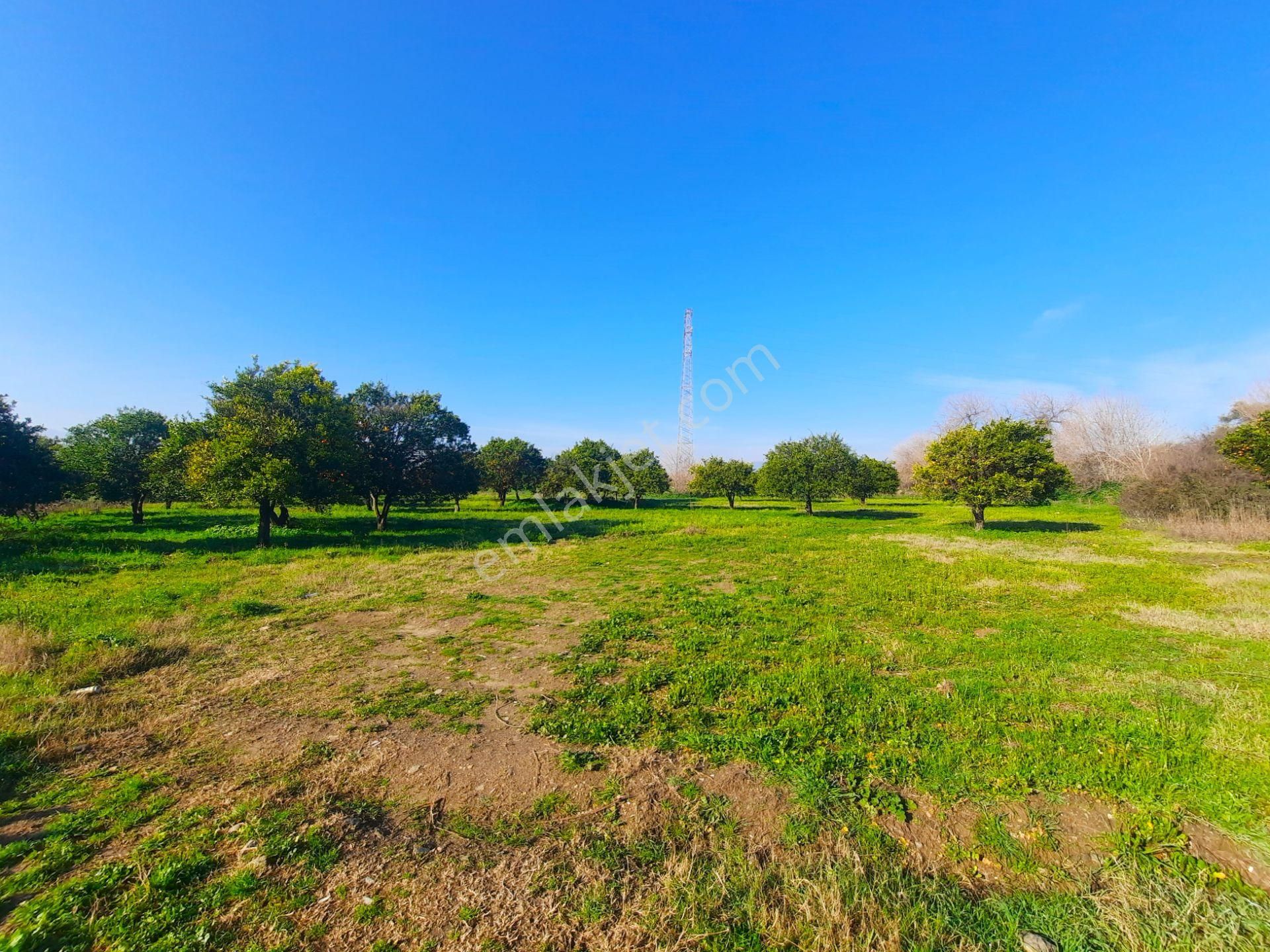 Hamzallı Sınırında Yolu Düzgün Sulak Portakal Bahçesi..