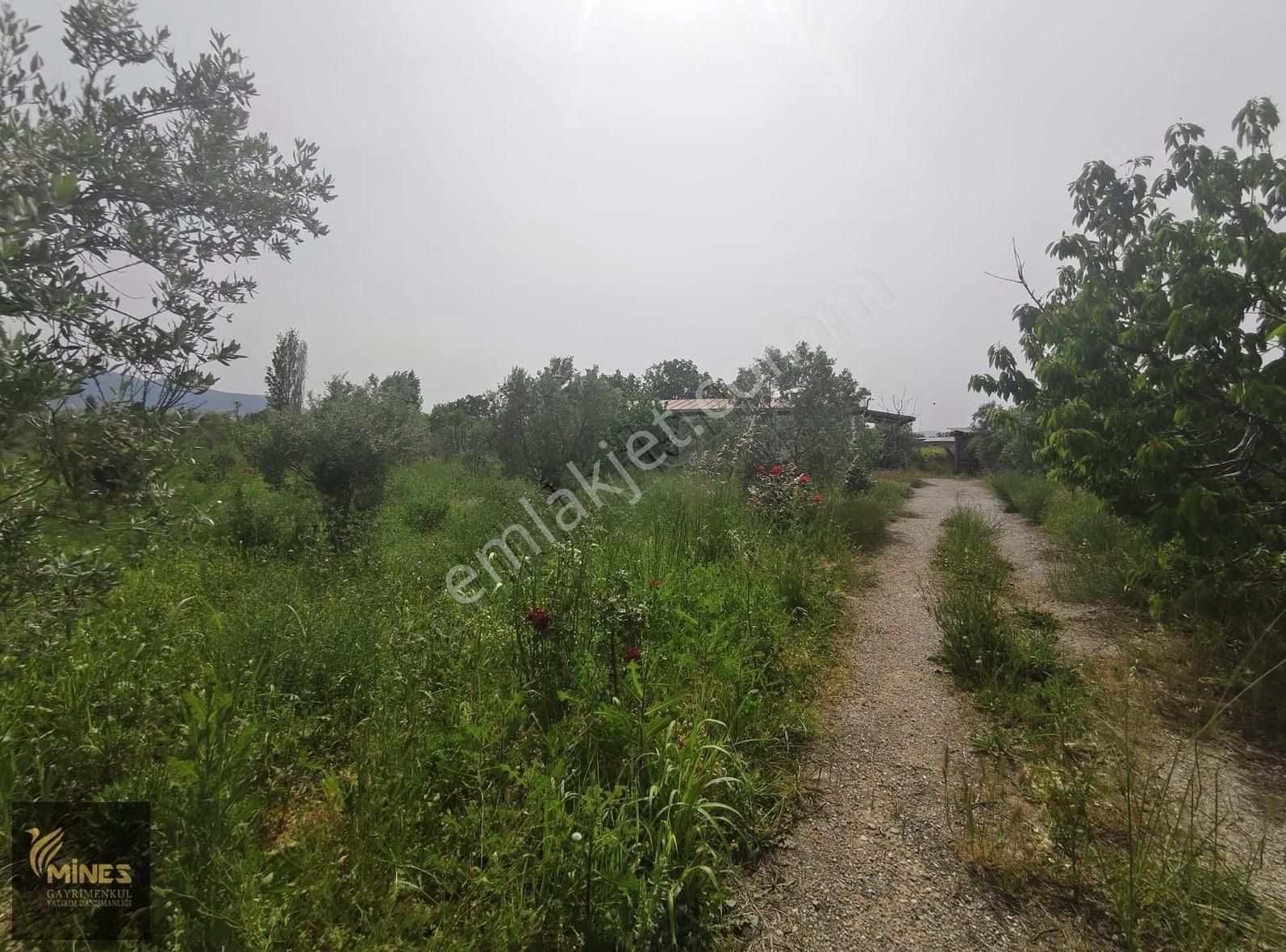 Armutlu 85. Yıl Cumhuriyet Mah. 5.150 M² Satılık Bağ - Görsel 29