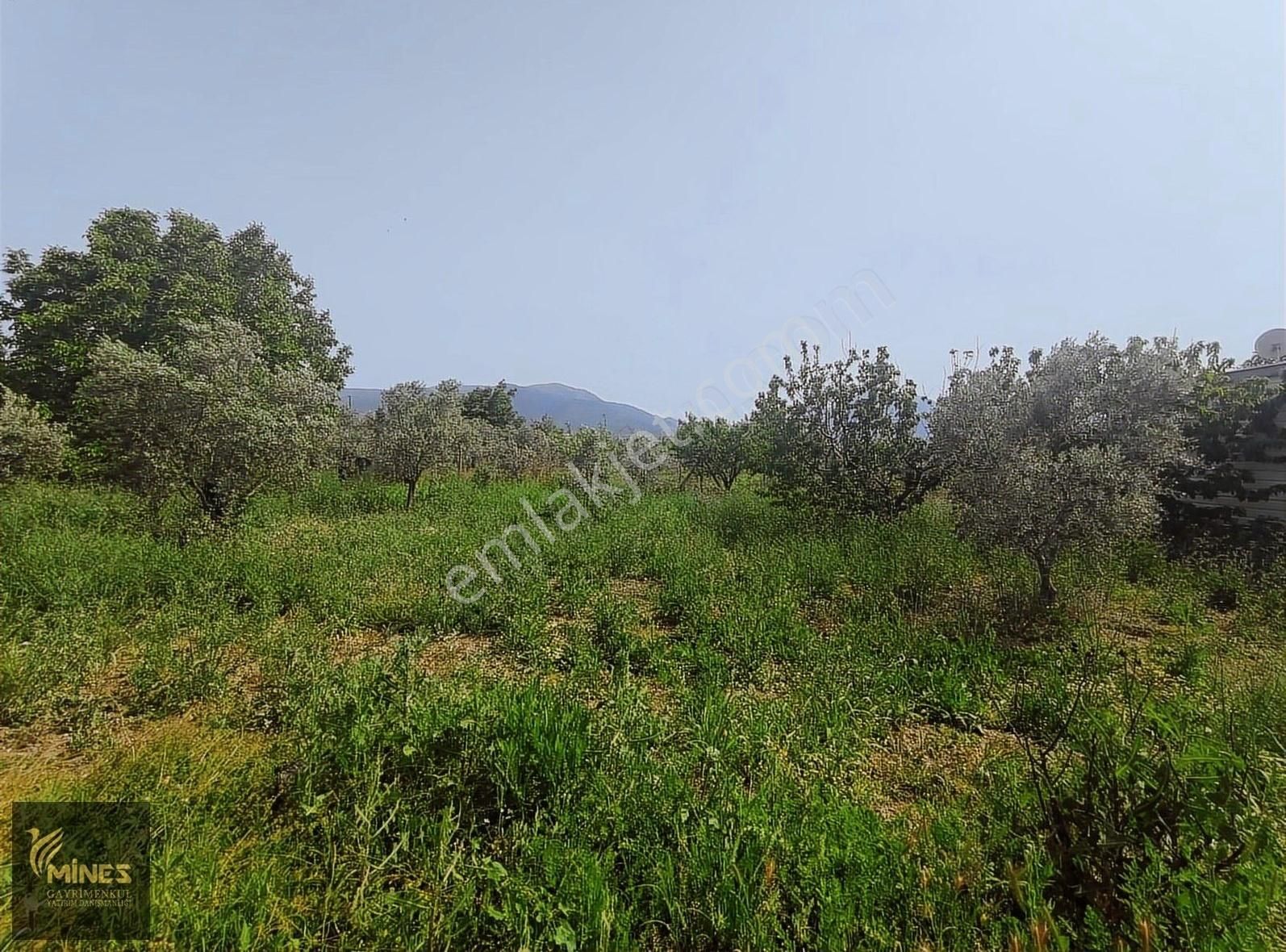 Armutlu 85. Yıl Cumhuriyet Mah. 5.150 M² Satılık Bağ - Görsel 18