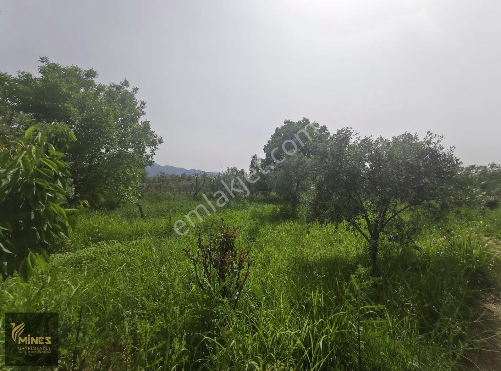 Armutlu 85. Yıl Cumhuriyet Mah. 5.150 M² Satılık Bağ - Görsel 30