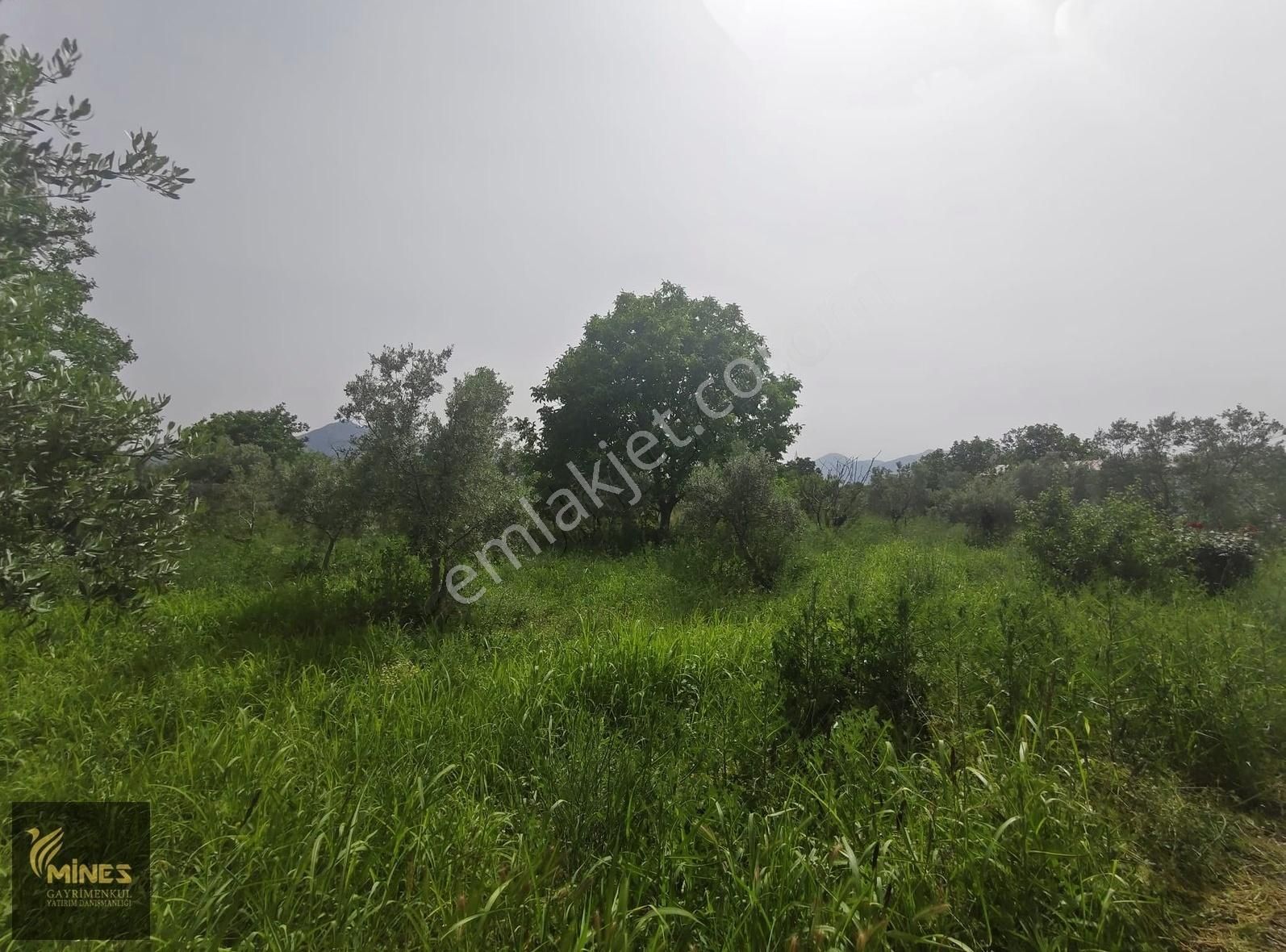 Armutlu 85. Yıl Cumhuriyet Mah. 5.150 M² Satılık Bağ - Görsel 32