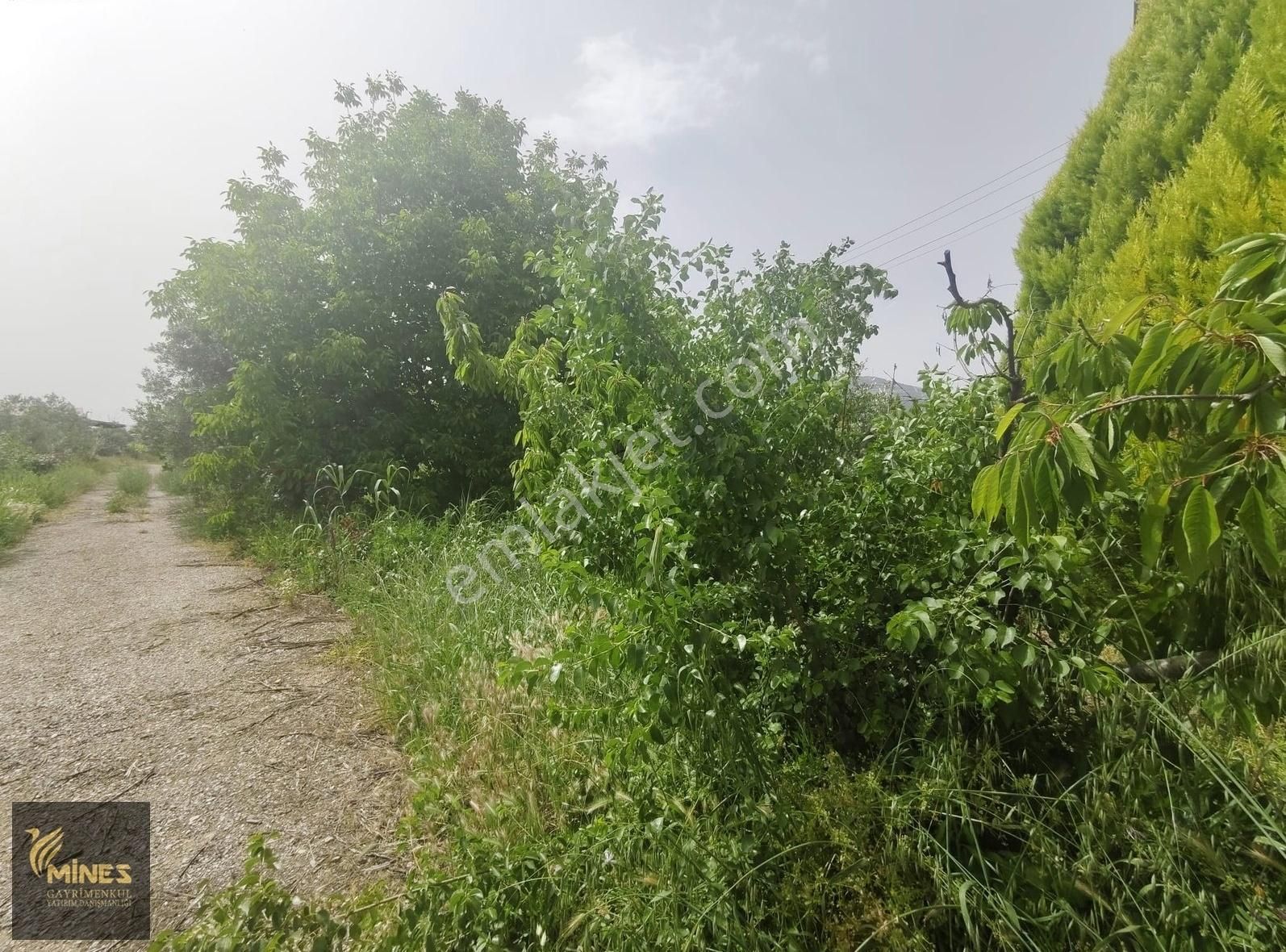 Armutlu 85. Yıl Cumhuriyet Mah. 5.150 M² Satılık Bağ - Görsel 9