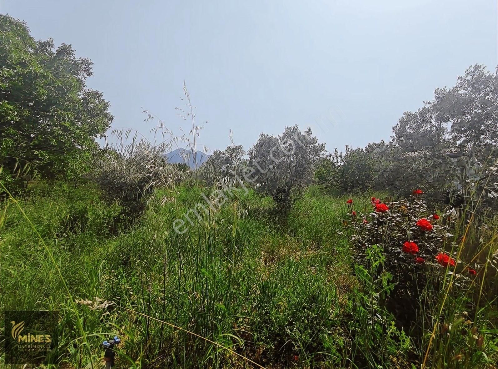 Armutlu 85. Yıl Cumhuriyet Mah. 5.150 M² Satılık Bağ - Görsel 20