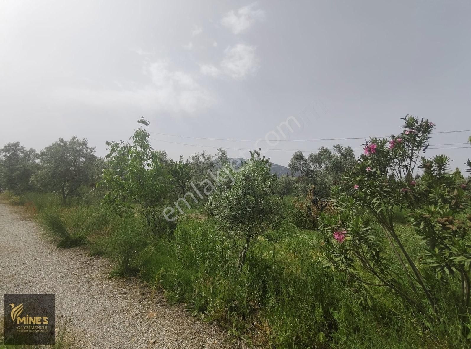 Armutlu 85. Yıl Cumhuriyet Mah. 5.150 M² Satılık Bağ - Görsel 5