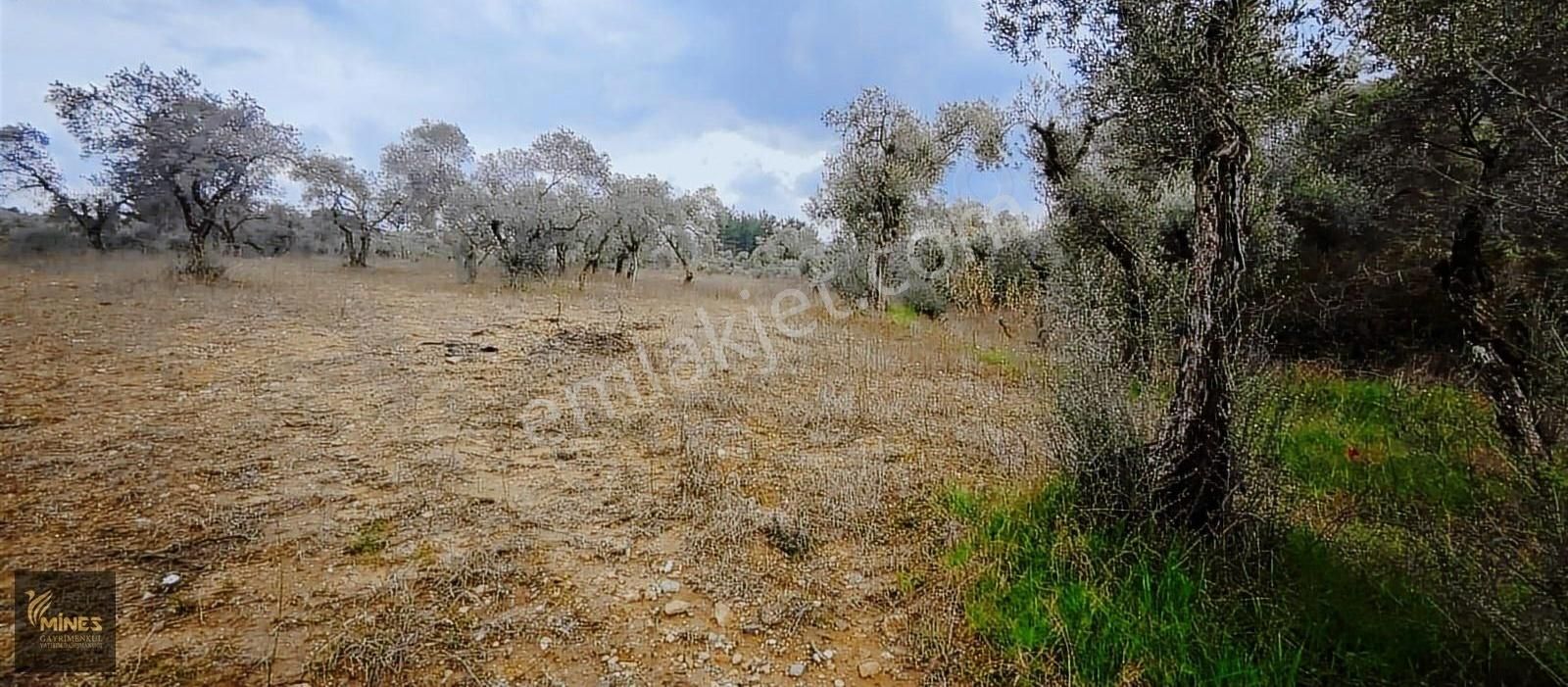 Kemalpaşa Aşağıkızılca Muhteşem Lokasyon 10.636 M2 Satılık Arazi - Görsel 19