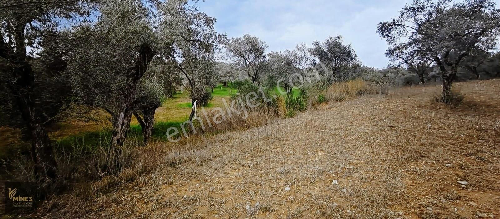 Kemalpaşa Aşağıkızılca Muhteşem Lokasyon 10.636 M2 Satılık Arazi - Görsel 22