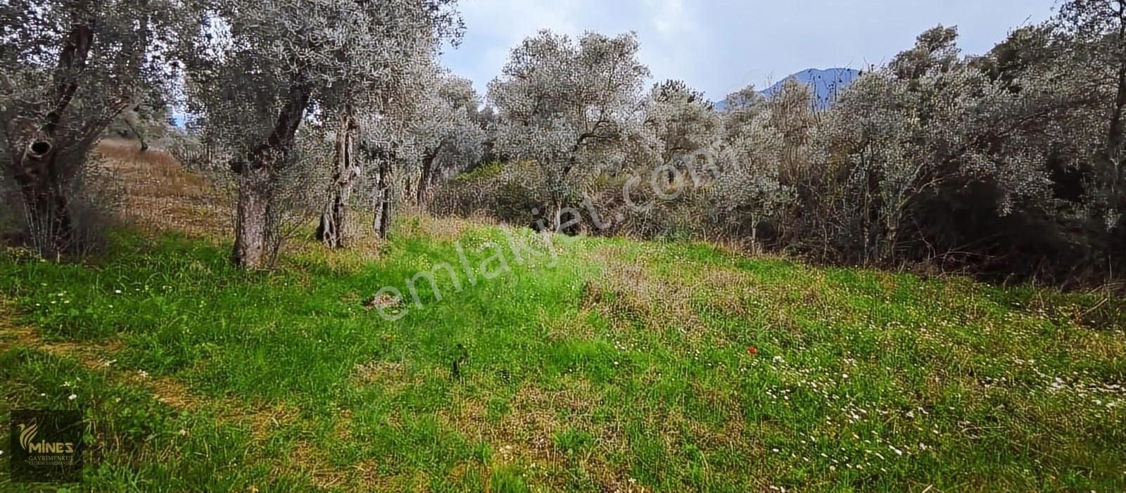 Kemalpaşa Aşağıkızılca Muhteşem Lokasyon 10.636 M2 Satılık Arazi - Görsel 34