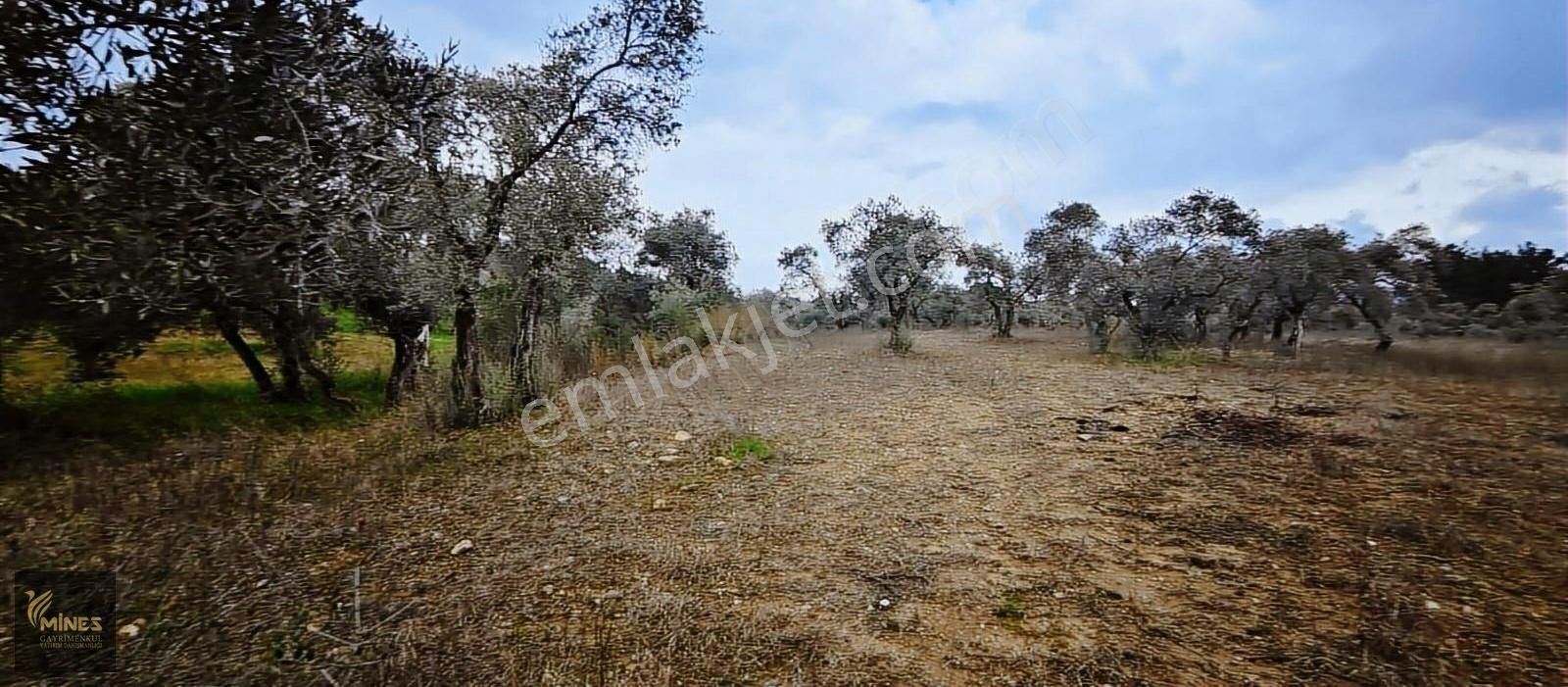 Kemalpaşa Aşağıkızılca Muhteşem Lokasyon 10.636 M2 Satılık Arazi - Görsel 12