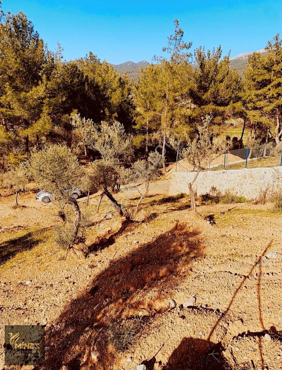 Kemalpaşa Cumalı'da 1.491 M² Satılık Araç Takaslı Bahçe - Görsel 13