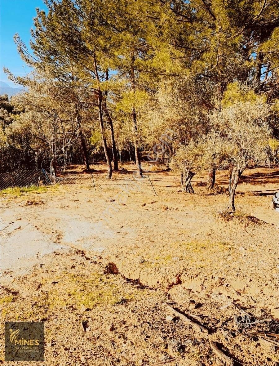 Kemalpaşa Cumalı'da 1.491 M² Satılık Araç Takaslı Bahçe - Görsel 6