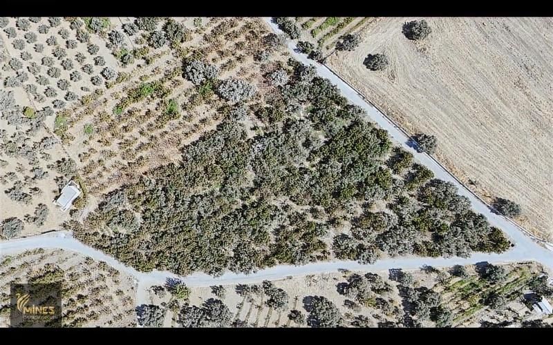 İzmir Kemalpaşa Ören Merkeze 500m Mesafe Yatırımlık Arazi - Görsel 19