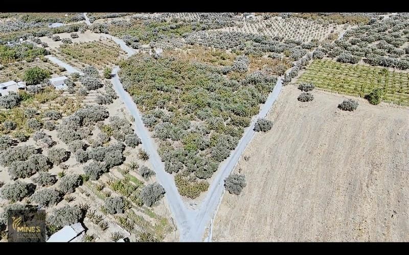 İzmir Kemalpaşa Ören Merkeze 500m Mesafe Yatırımlık Arazi - Görsel 8