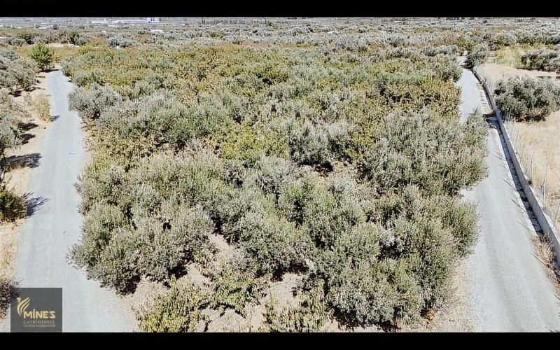 İzmir Kemalpaşa Ören Merkeze 500m Mesafe Yatırımlık Arazi - Görsel 15