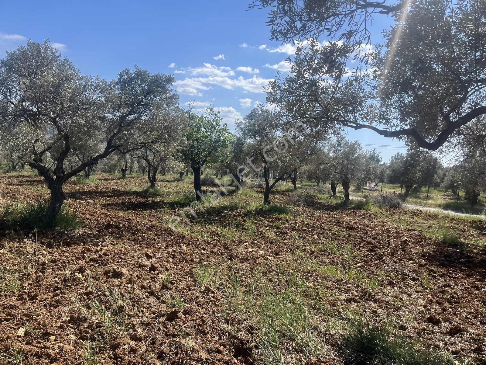 Torbalı Dirmil Mah 10316m2 Aile Mirası Bölünme Satılık Tarla - Görsel 18
