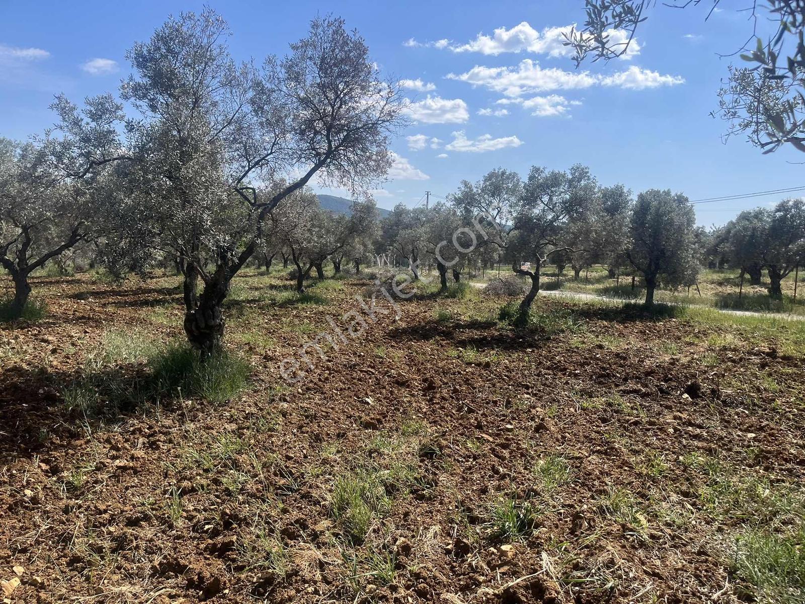 Torbalı Dirmil Mah 10316m2 Aile Mirası Bölünme Satılık Tarla - Görsel 10