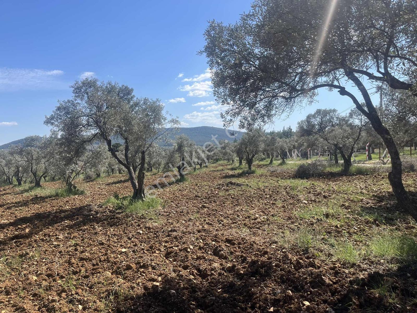 Torbalı Dirmil Mah 10316m2 Aile Mirası Bölünme Satılık Tarla - Görsel 9