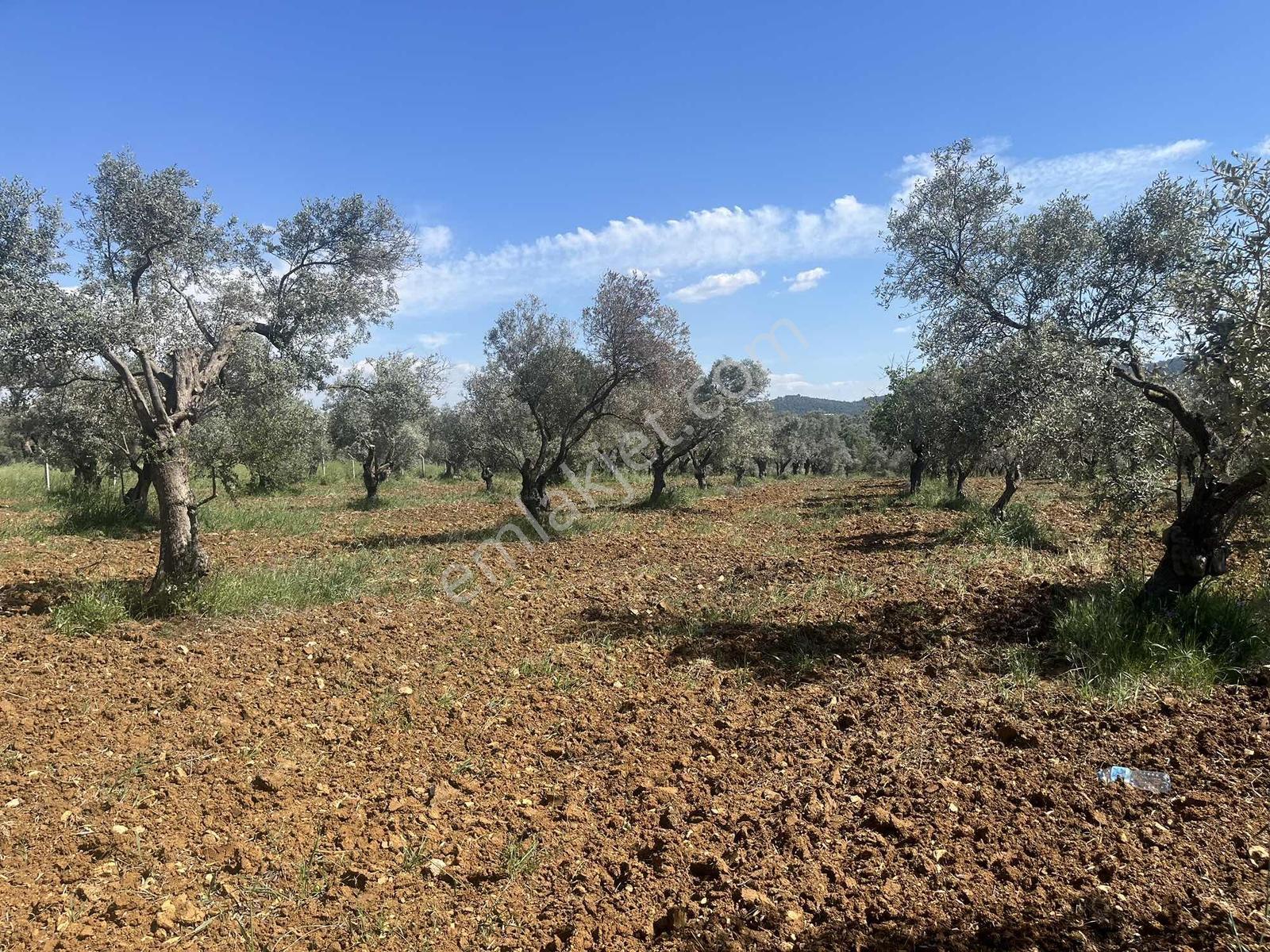 Torbalı Dirmil Mah 10316m2 Aile Mirası Bölünme Satılık Tarla - Görsel 28